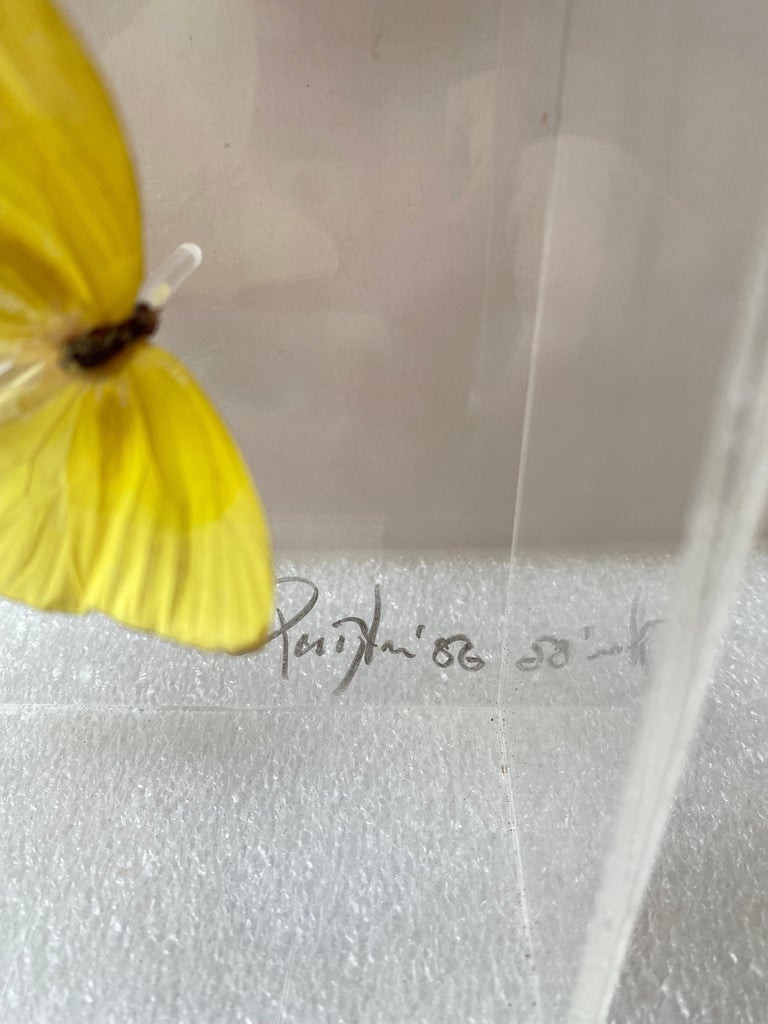 Butterflies in 2 Lucite Boxes For Sale at 1stDibs