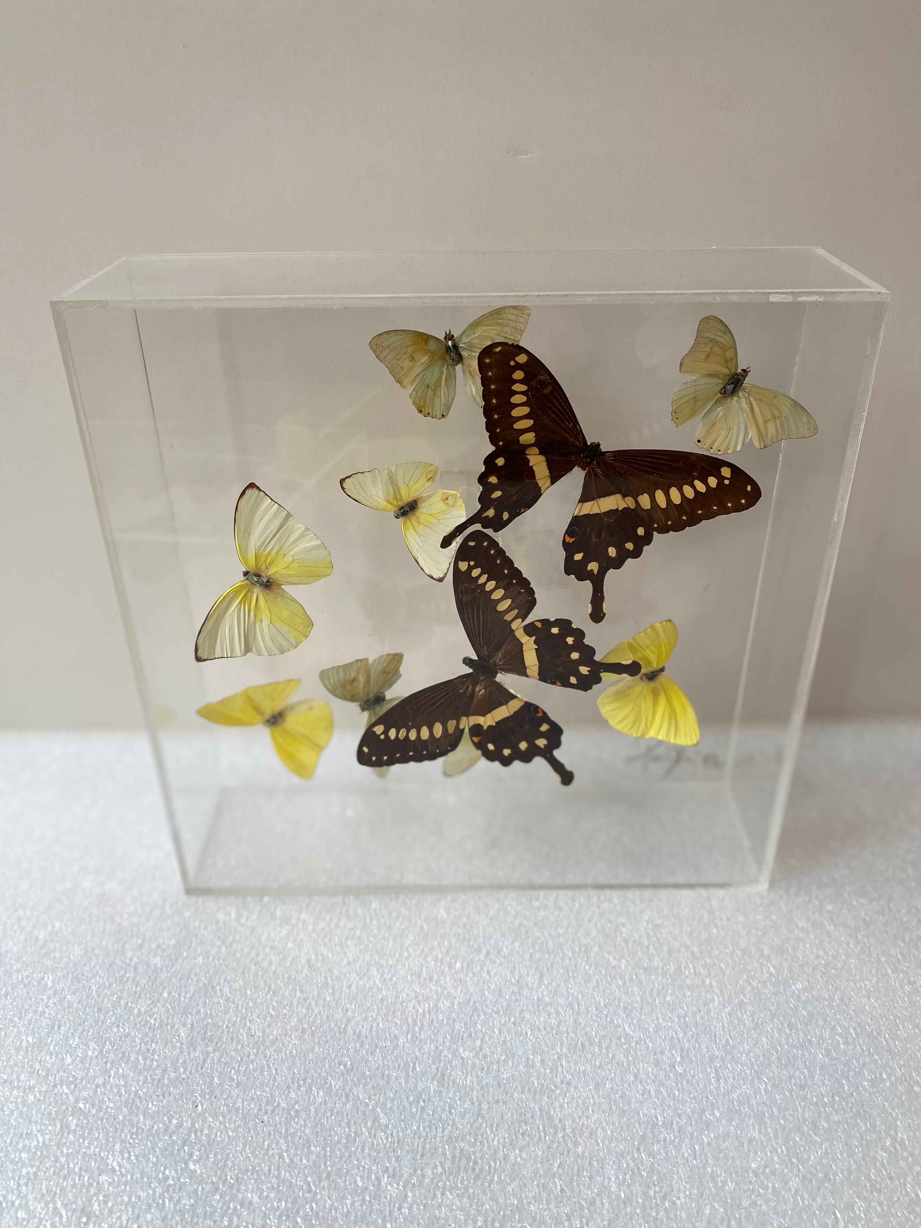 Pair of lucite boxes with mounted butterflies. Signed by the Artist Paul Purington. 
 Very nice quality!  One dated 1979 and the other 1986. Nice bright colors, still in very nice condition! One has a mounting tab and the other does not. Look good