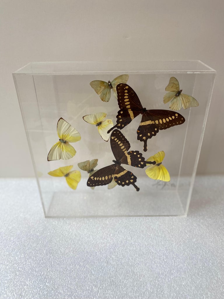 Paul Purington Butterflies in 2 Lucite Boxes For Sale at 1stDibs