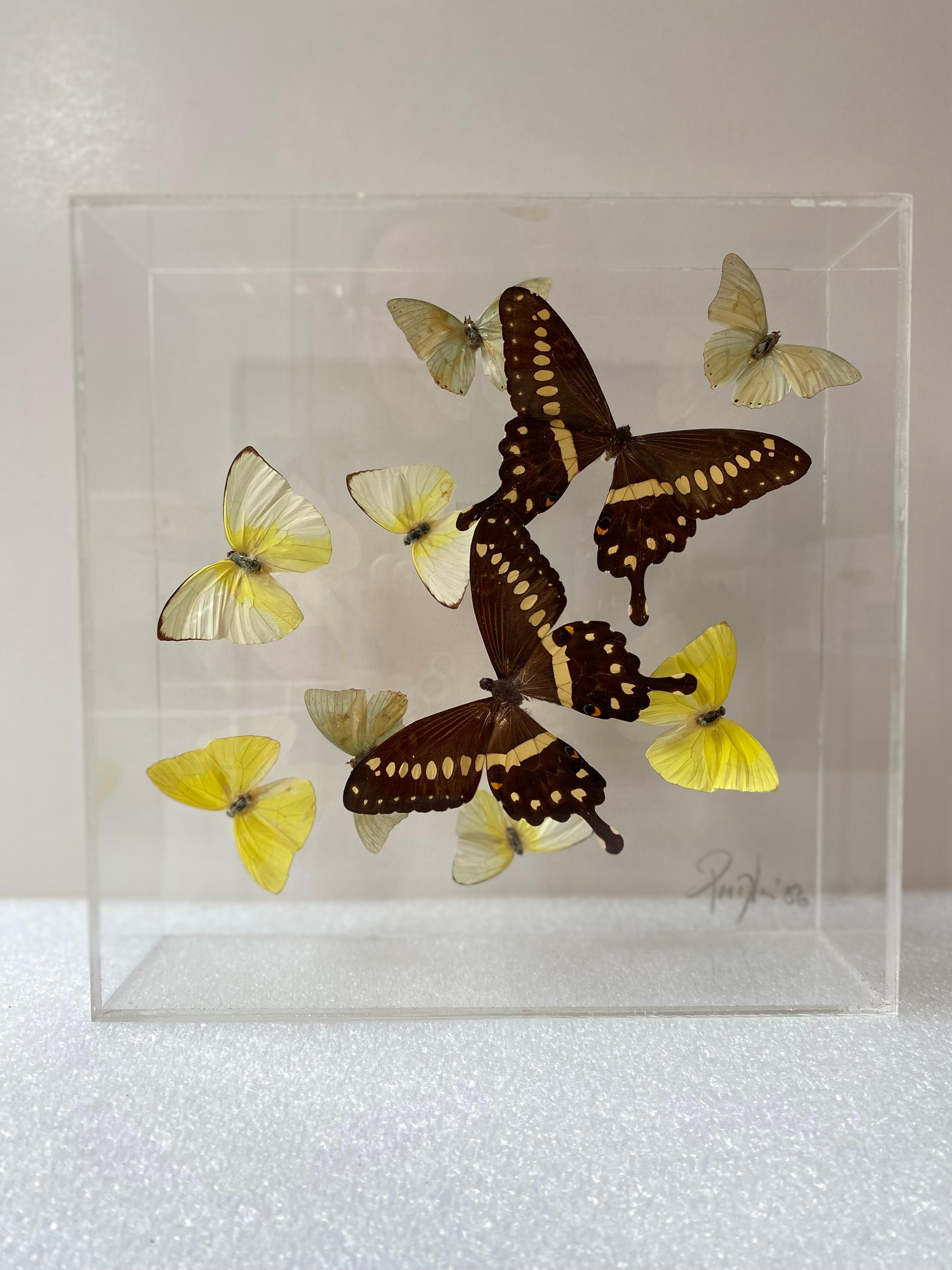 Modern Paul Purington Butterflies in 2 Lucite Boxes For Sale