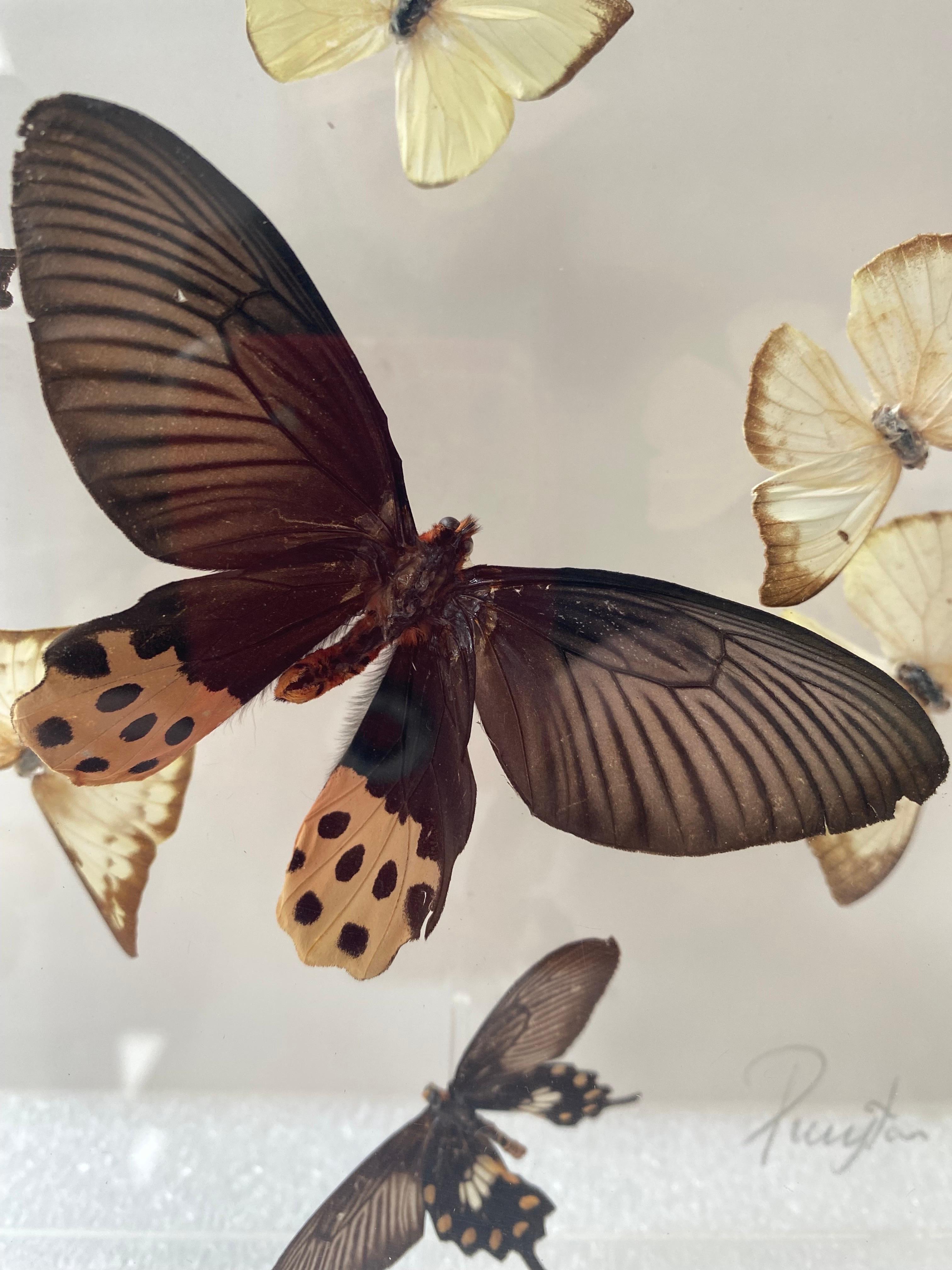 American Paul Purington Butterflies in 2 Lucite Boxes For Sale