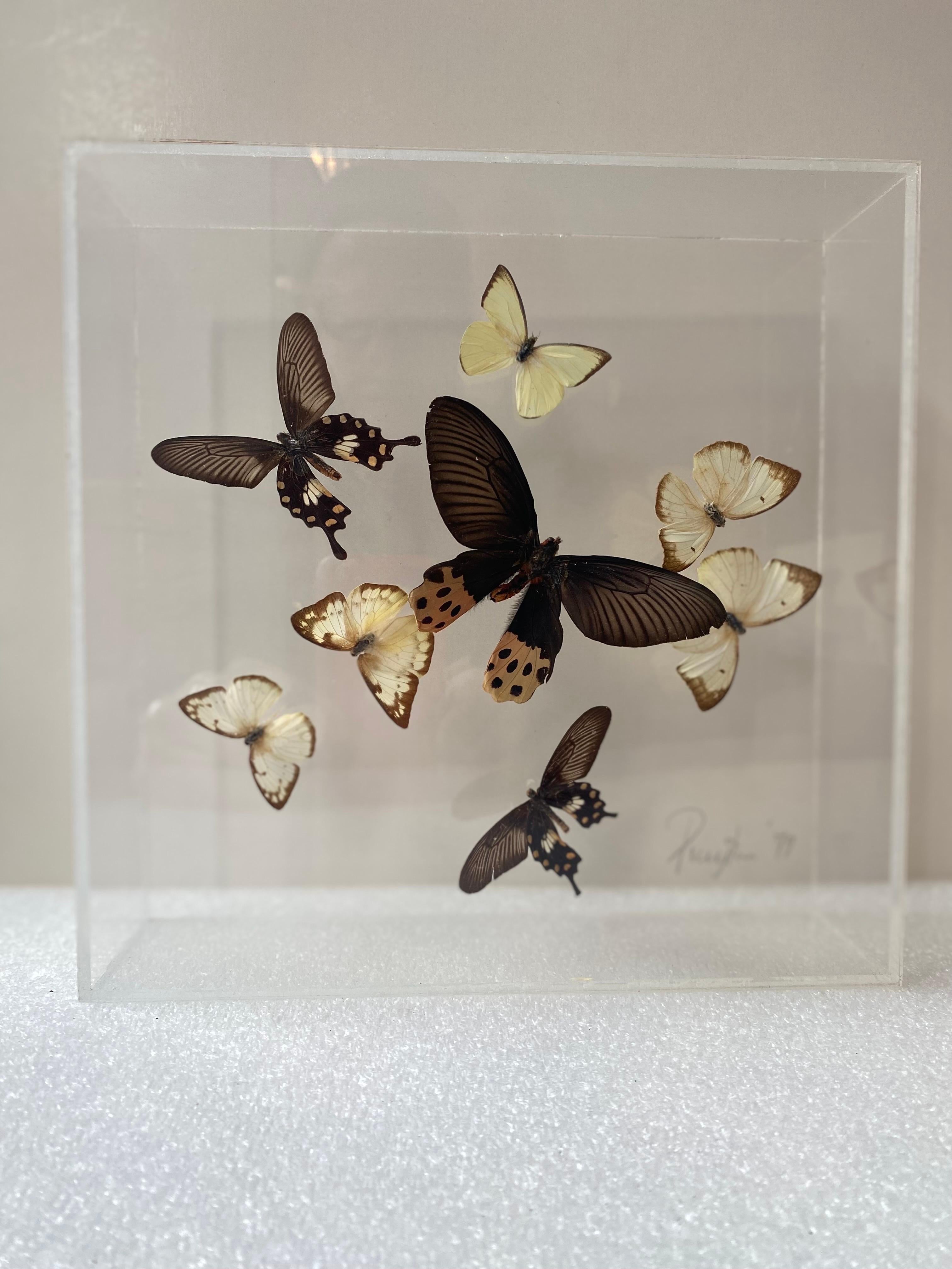 Paul Purington Butterflies in 2 Lucite Boxes In Good Condition For Sale In Philadelphia, PA