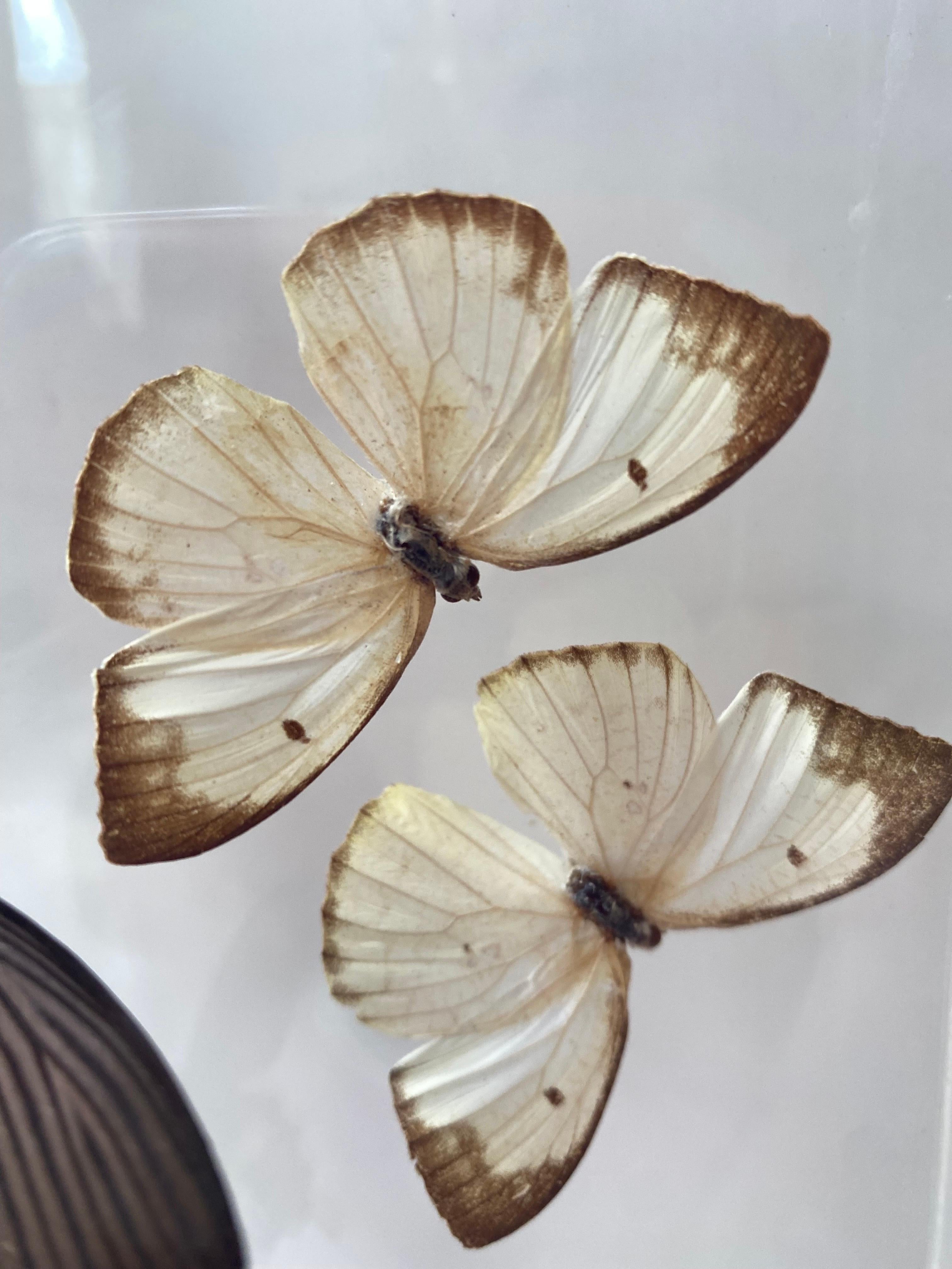 Late 20th Century Paul Purington Butterflies in 2 Lucite Boxes For Sale