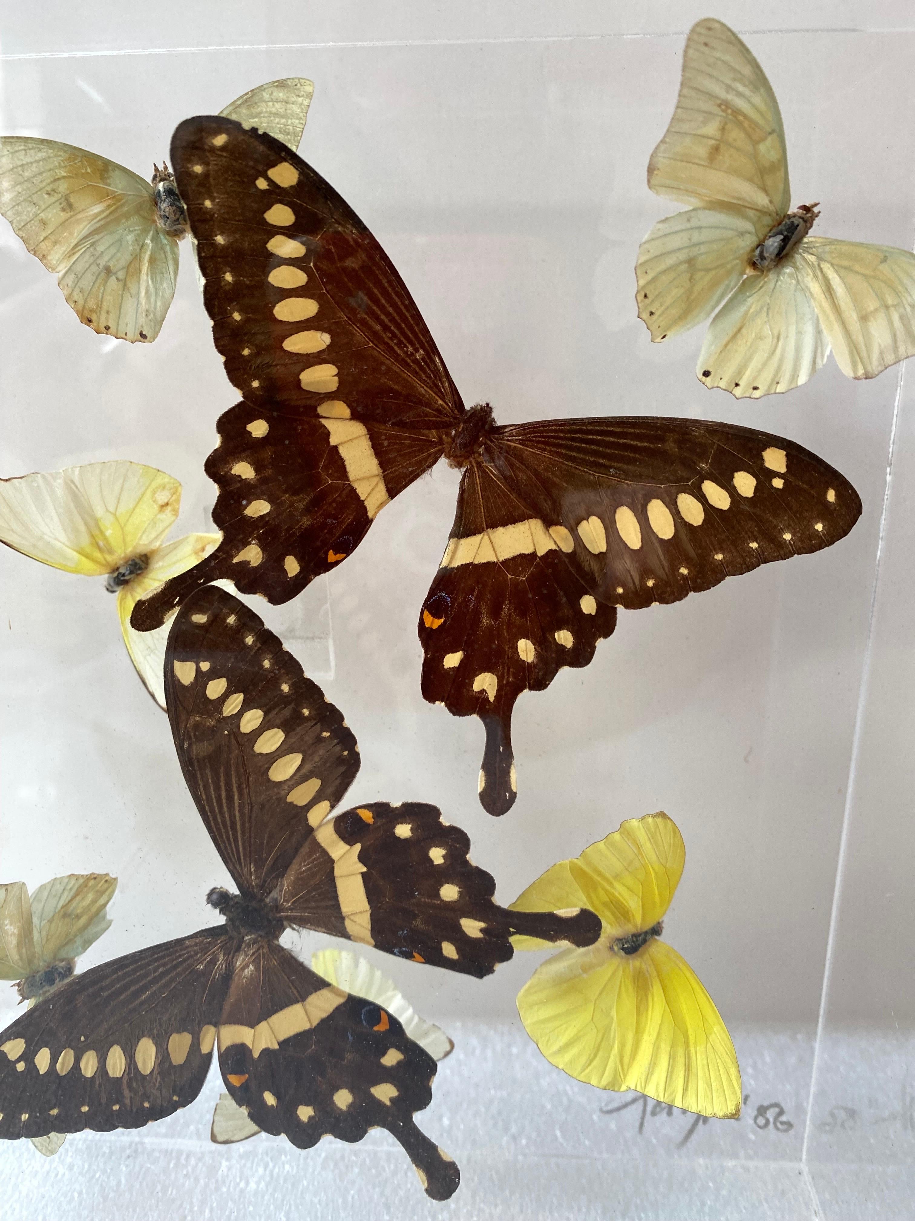 Paul Purington Butterflies in 2 Lucite Boxes For Sale 1