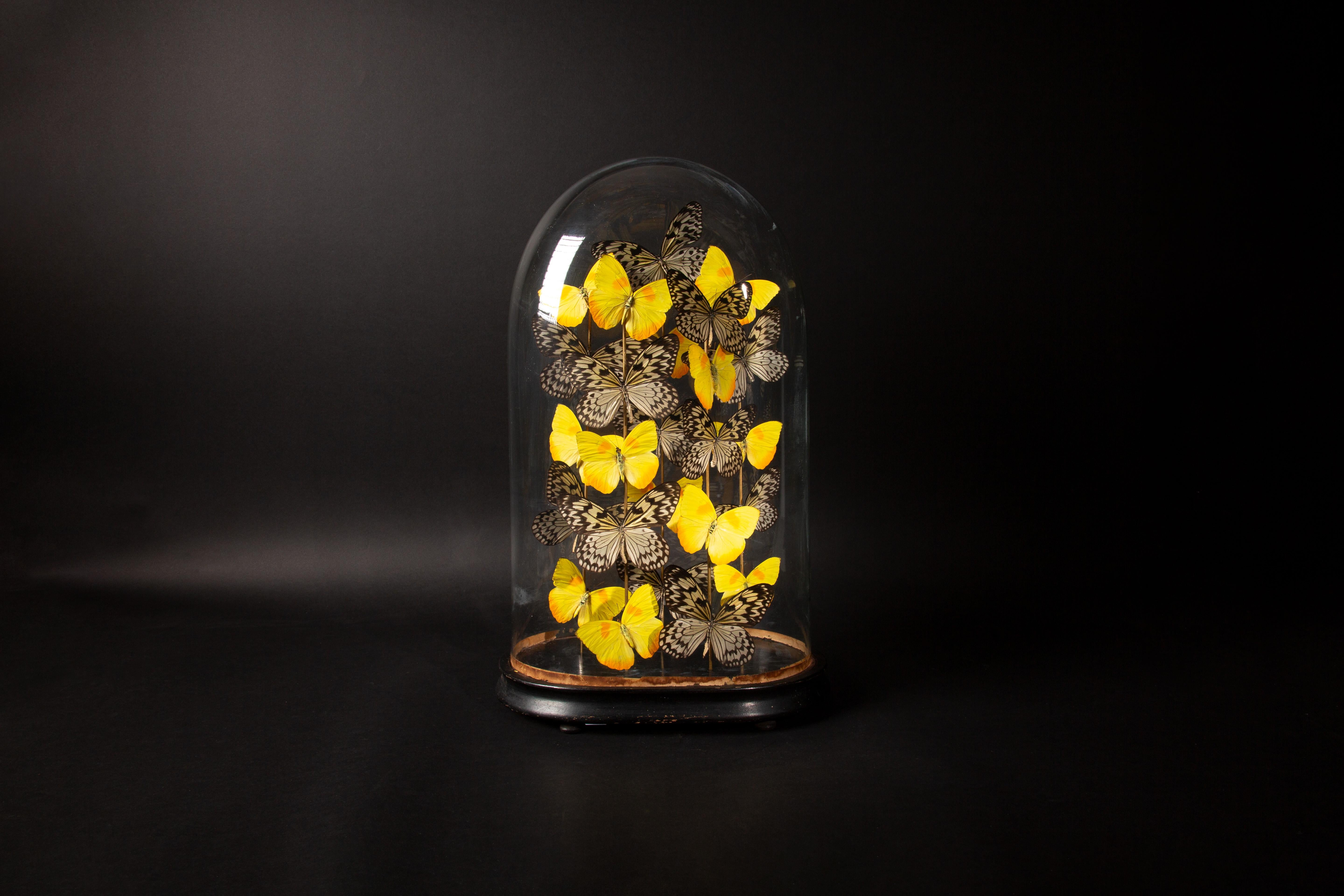 An antique Napoleon III (c.1890) Mouth Blown glass globe on its original ebonized wooden base hosting phoebis and idea butterflies in flight.