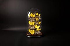 Schmetterlinge in einem  Antiker Dome Tournesol von Hasarat