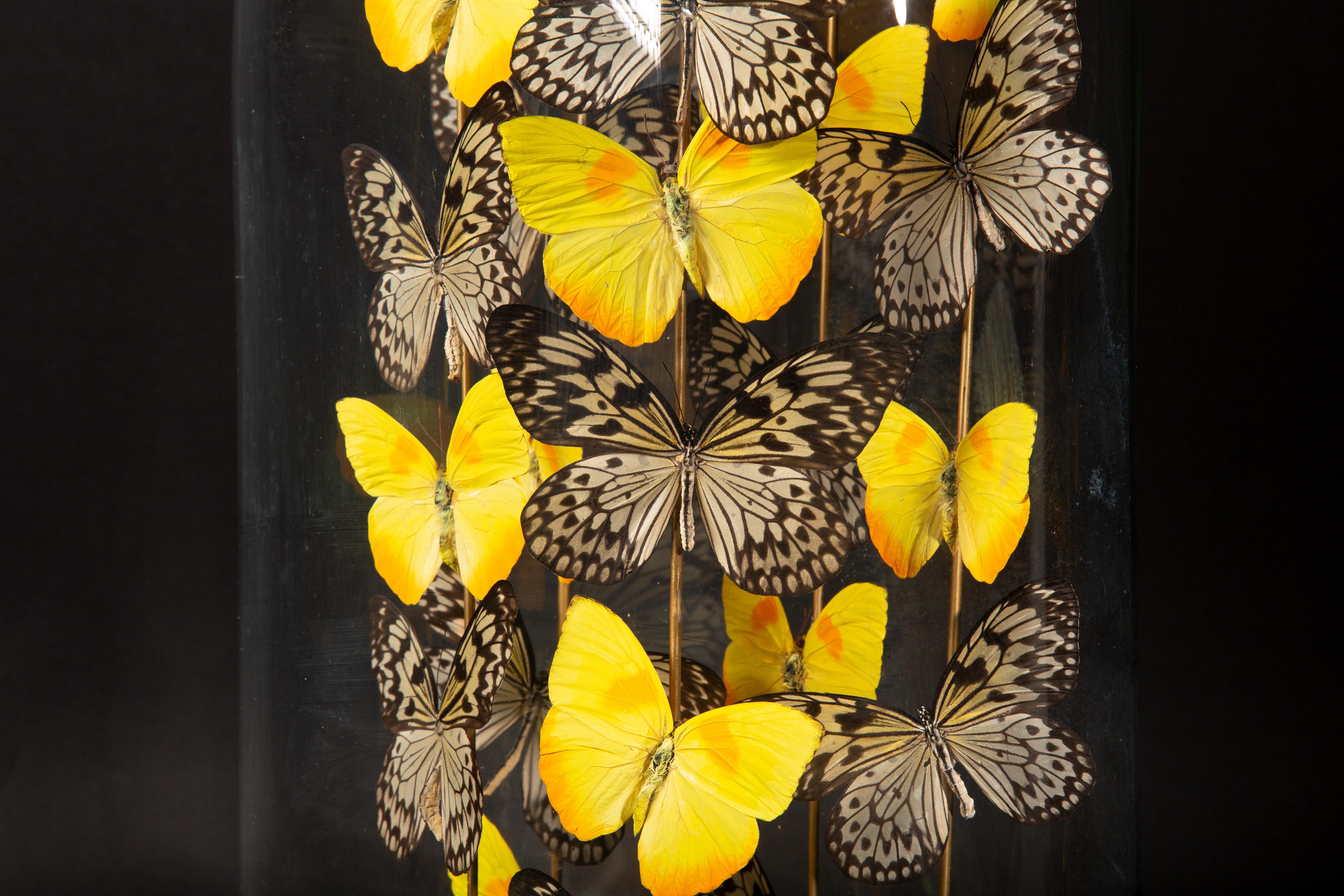Butterflies in a  Antique Dome Tournesol by Hasarat In New Condition In New York, NY