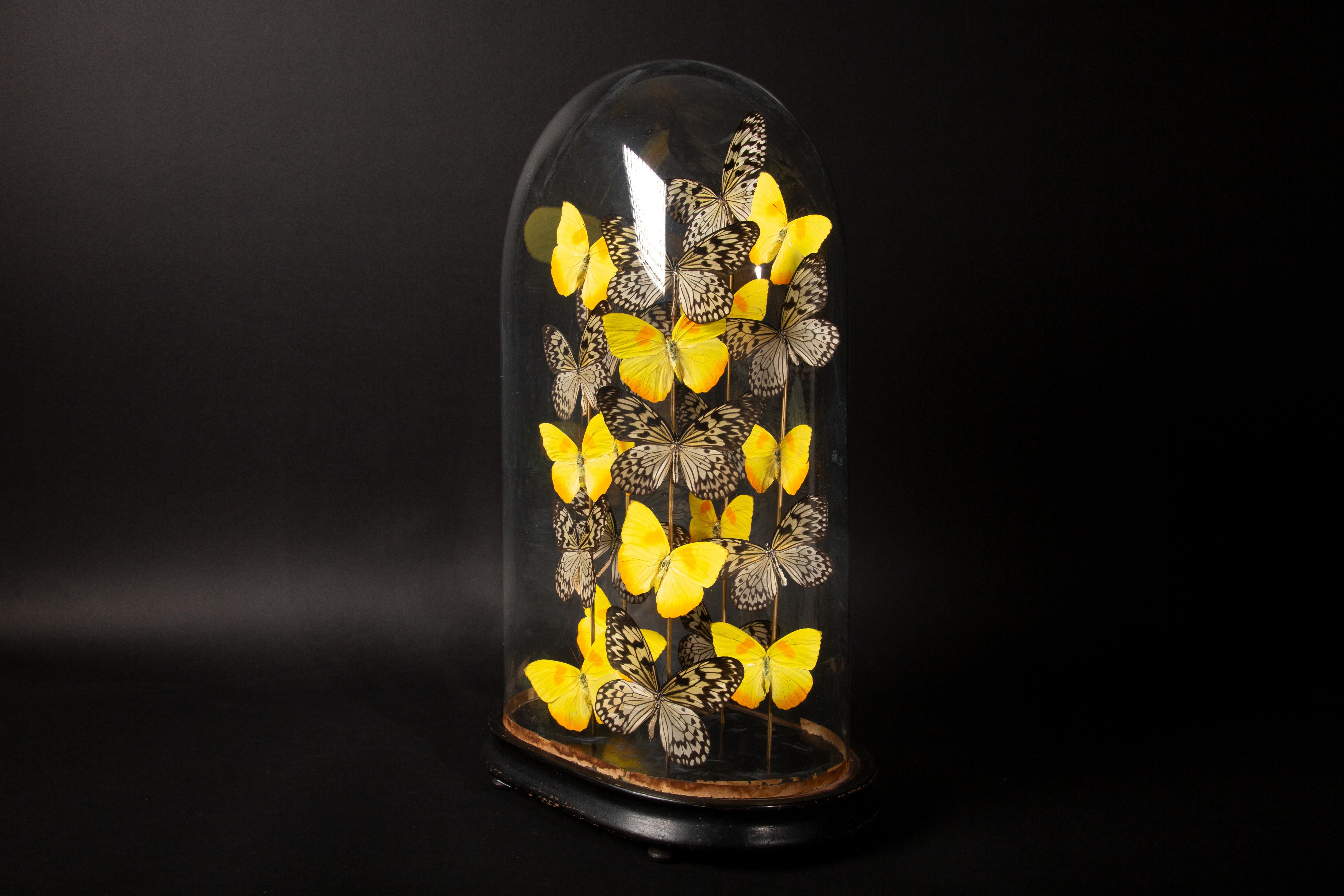 Contemporary Butterflies in a  Antique Dome Tournesol by Hasarat