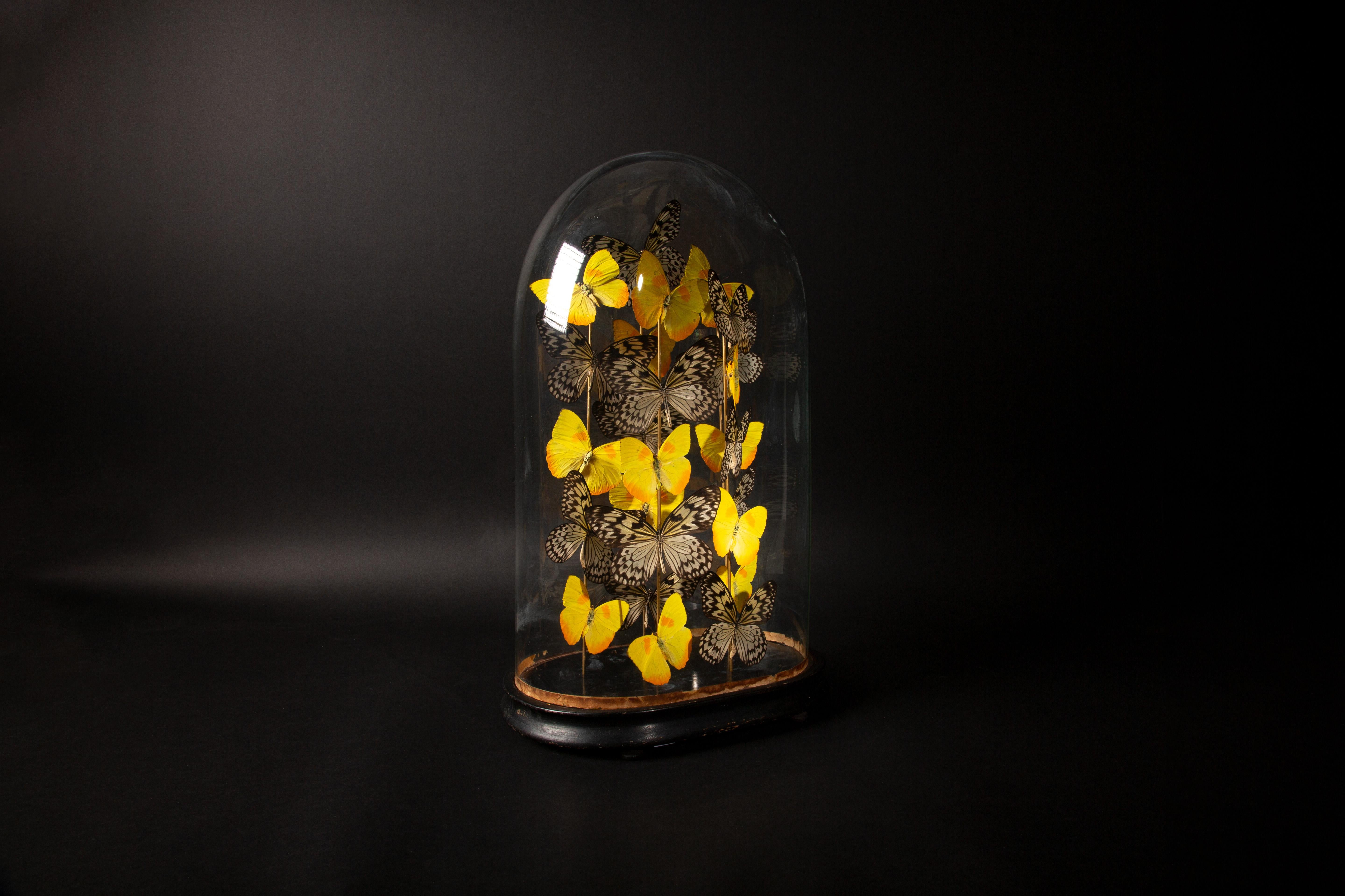 Blown Glass Butterflies in a  Antique Dome Tournesol by Hasarat