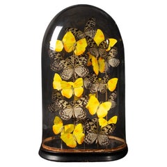 Butterflies in a  Antique Dome Tournesol by Hasarat  