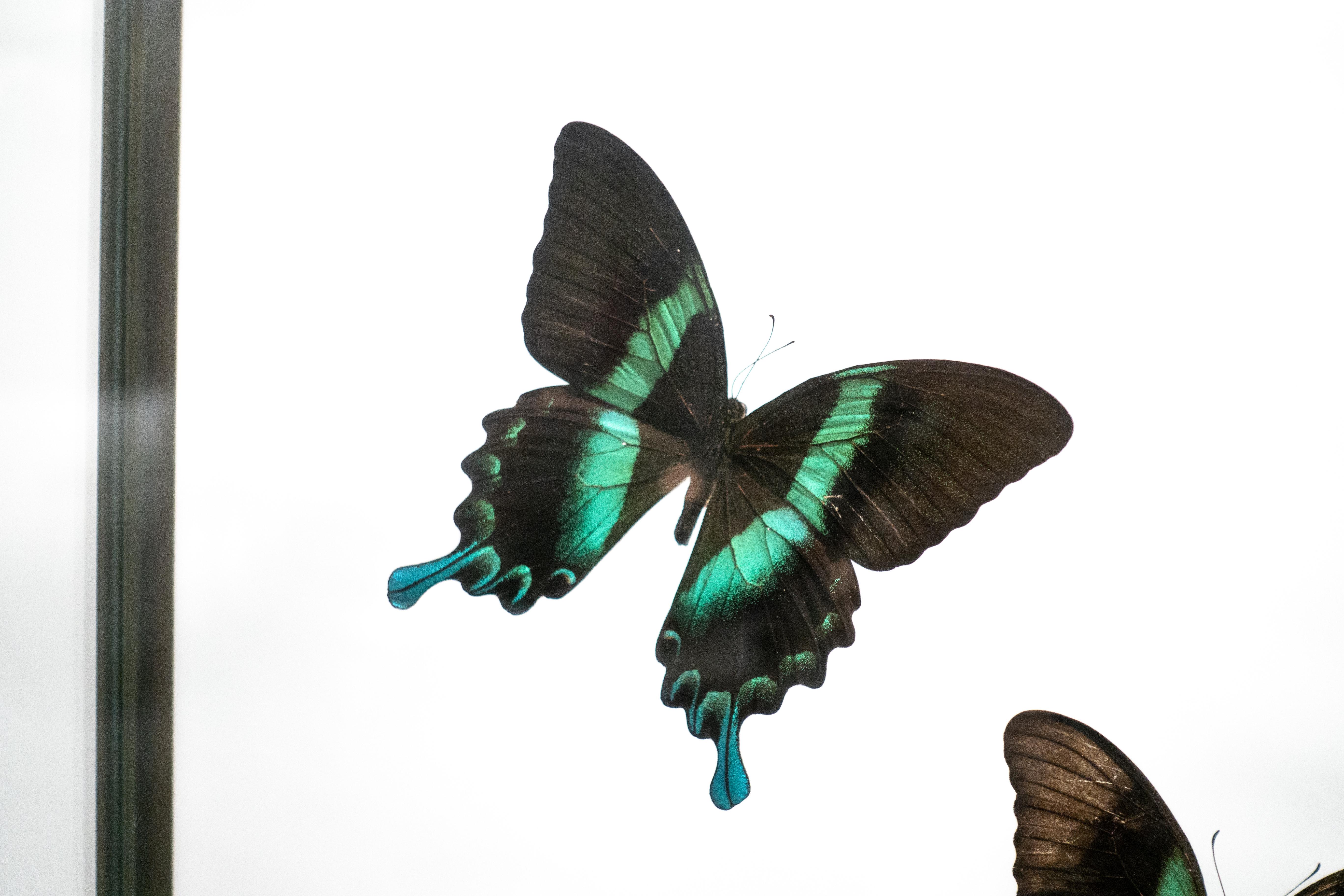 A group of emerald swallowtails in flight, mounted on a black footed wood base in a brass and glass display case.