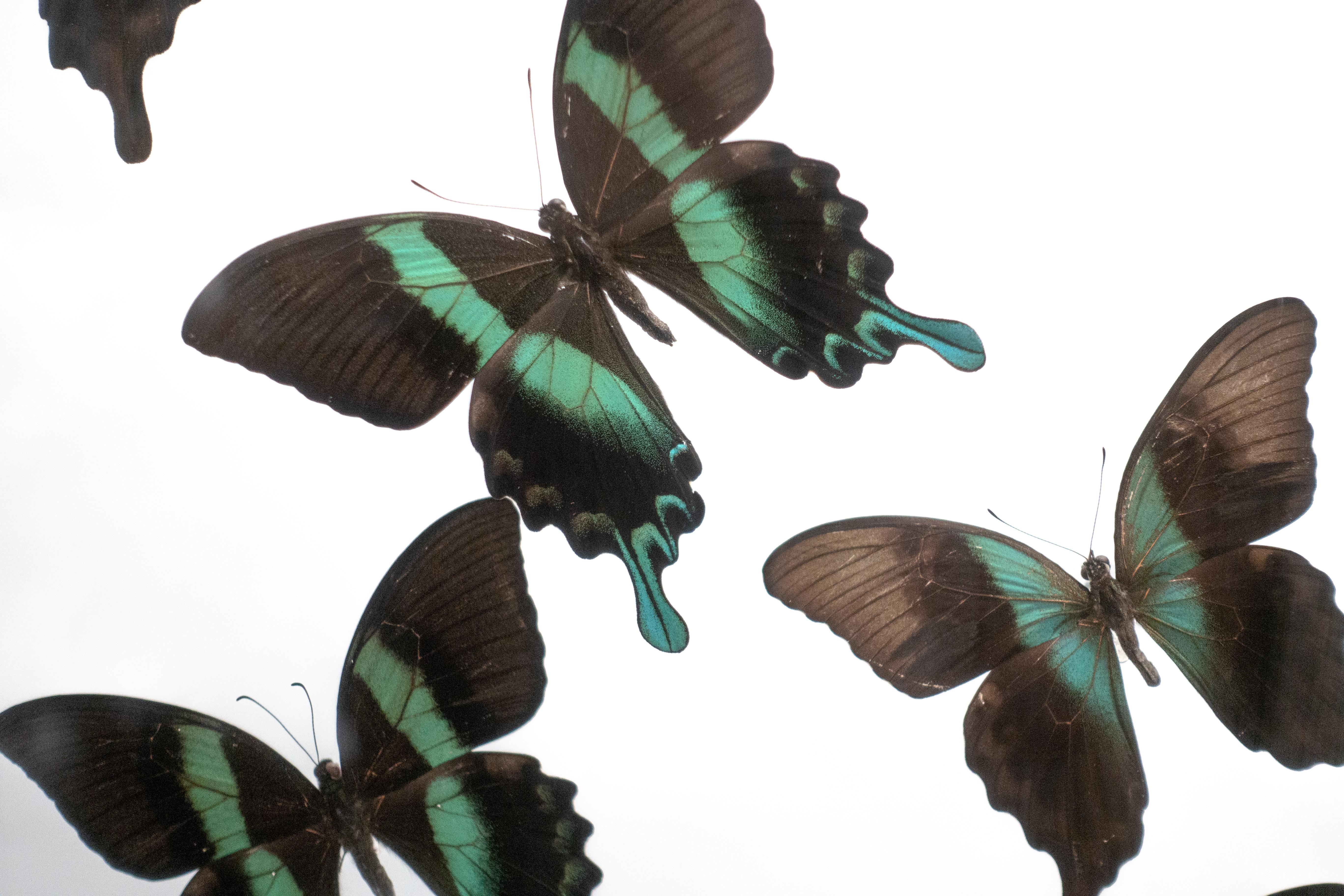 Victorian Butterflies in Flight Black and Green with Blue Tips Mounted
