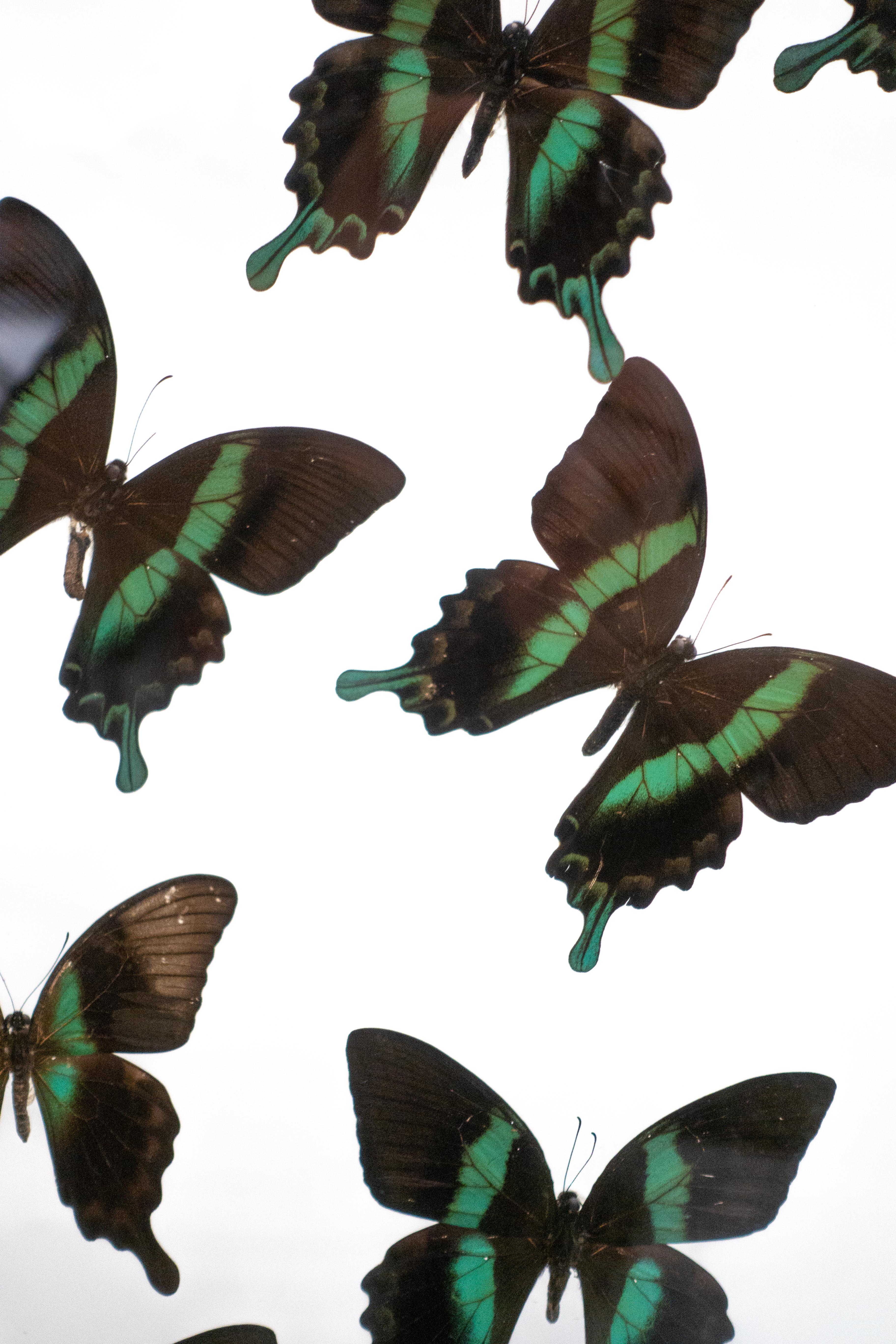 French Butterflies in Flight Black and Green with Blue Tips Mounted