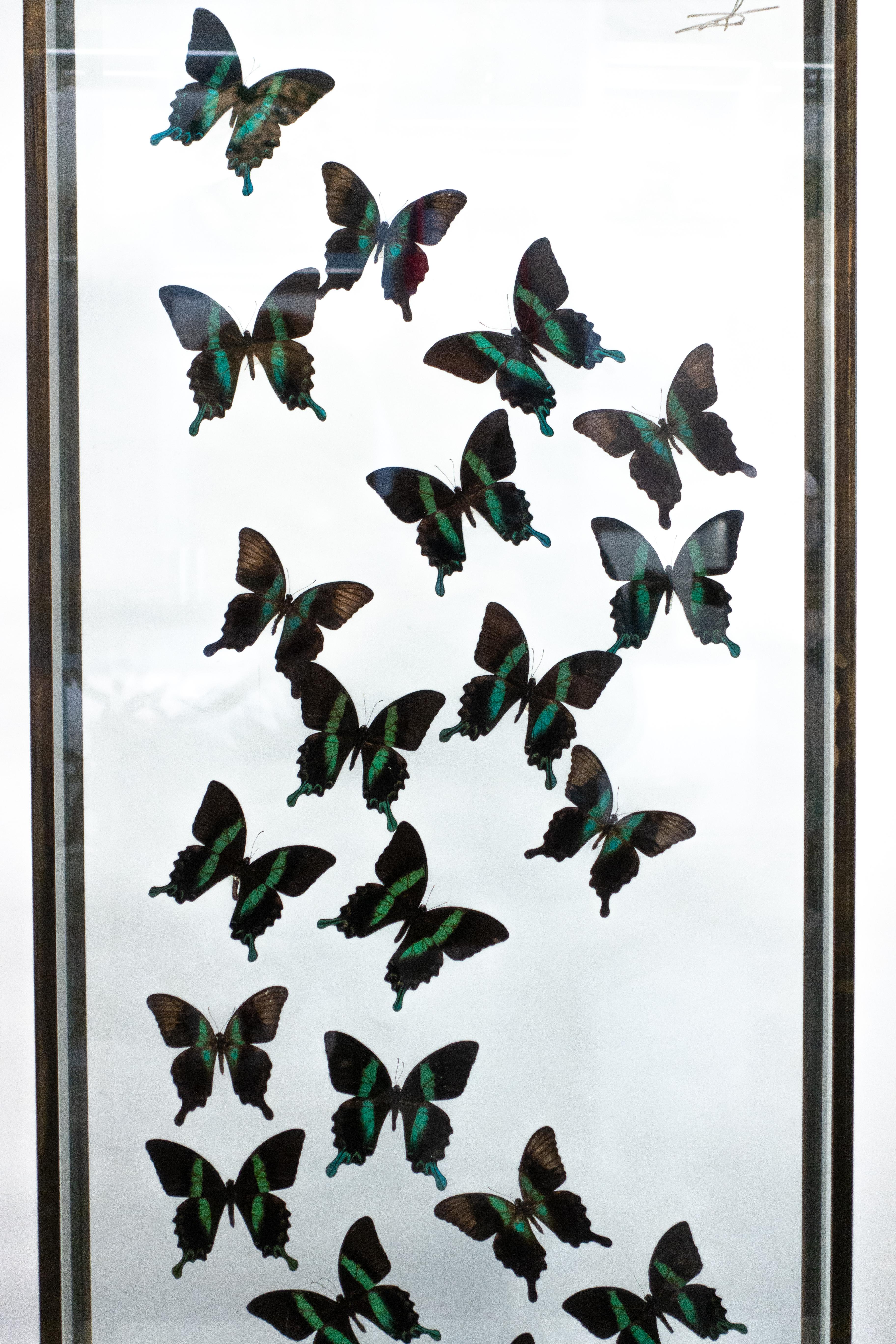 Butterflies in Flight Black and Green with Blue Tips Mounted In Good Condition In New York, NY