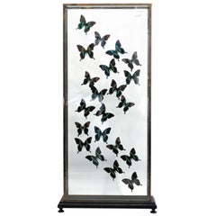 Butterflies in Flight Black and Green with Blue Tips Mounted