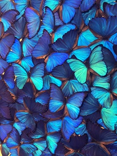 Butterflies Morphos Wall Decoration