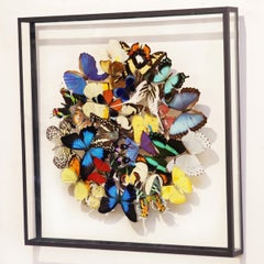 Butterflies Multi-Colors Medium Frame Wall Decoration