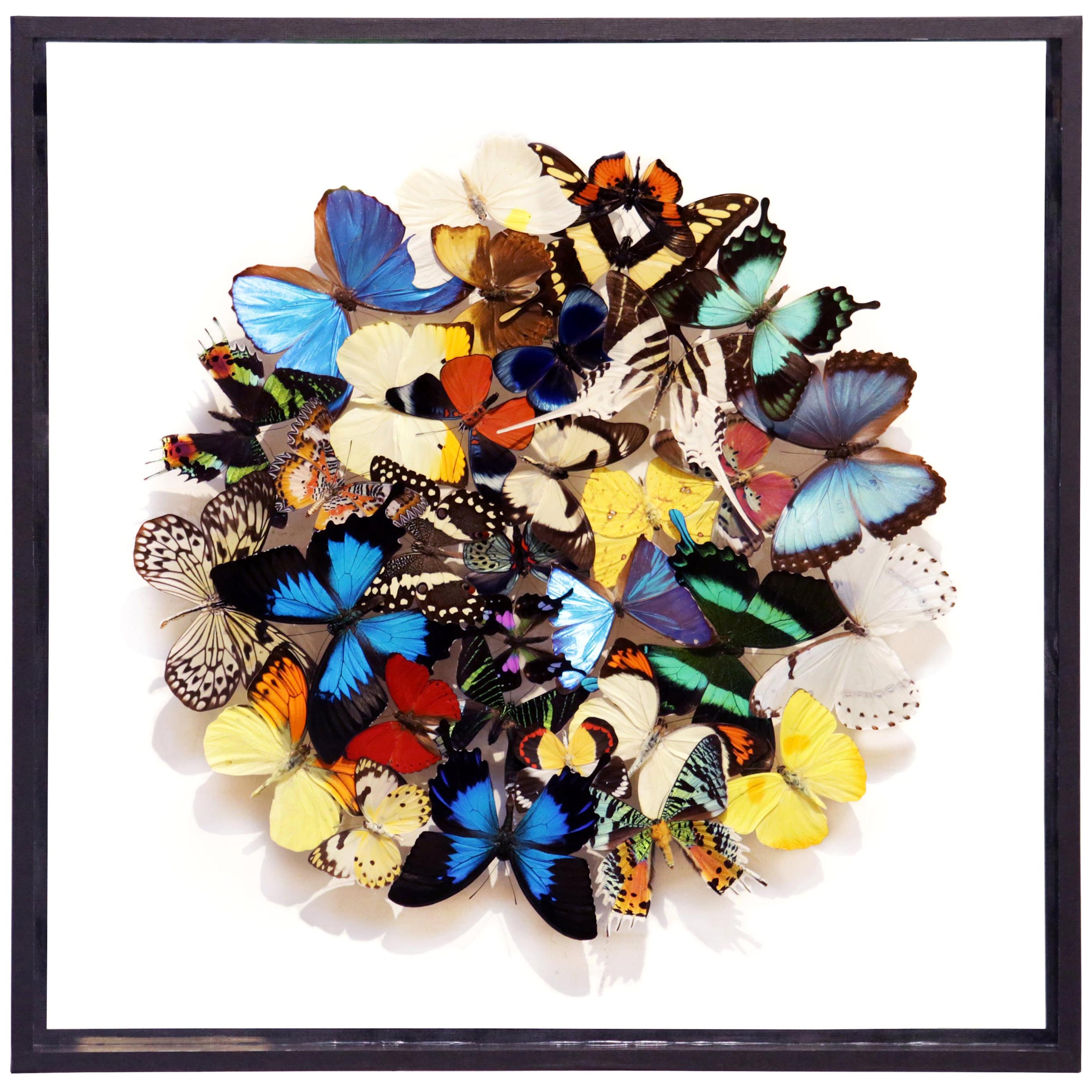 Butterflies Multi-Colors Medium Frame Wall Decoration