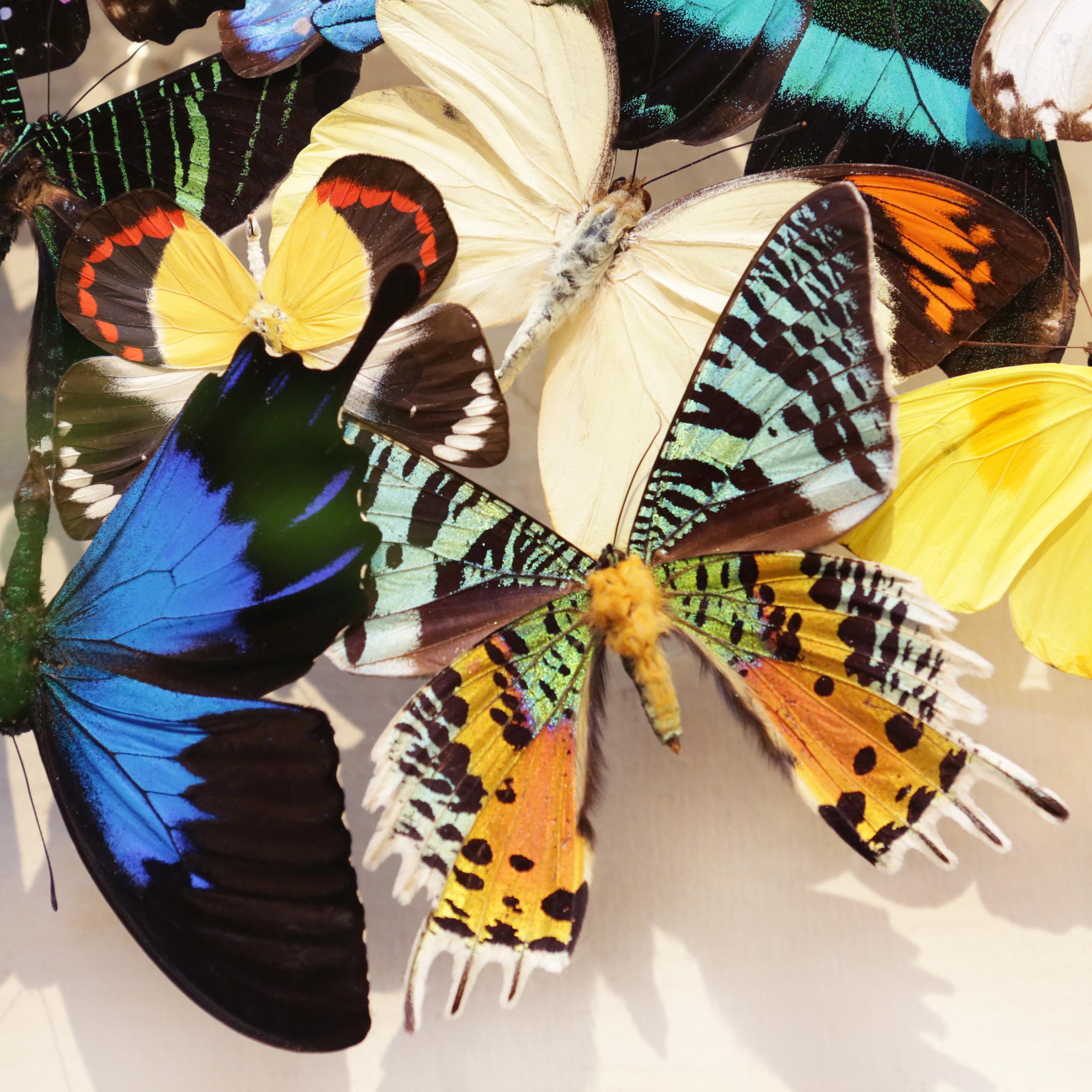 Butterflies Multi-Colors Medium Frame Wall Decoration 3