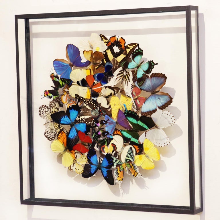 Wall decoration butterflies multi-colors medium frame
under glass box frame, glass with ant UV. Butterflies
from breeding farms. Exceptional and unique piece
made in France in 2016 by Olivier Violot.