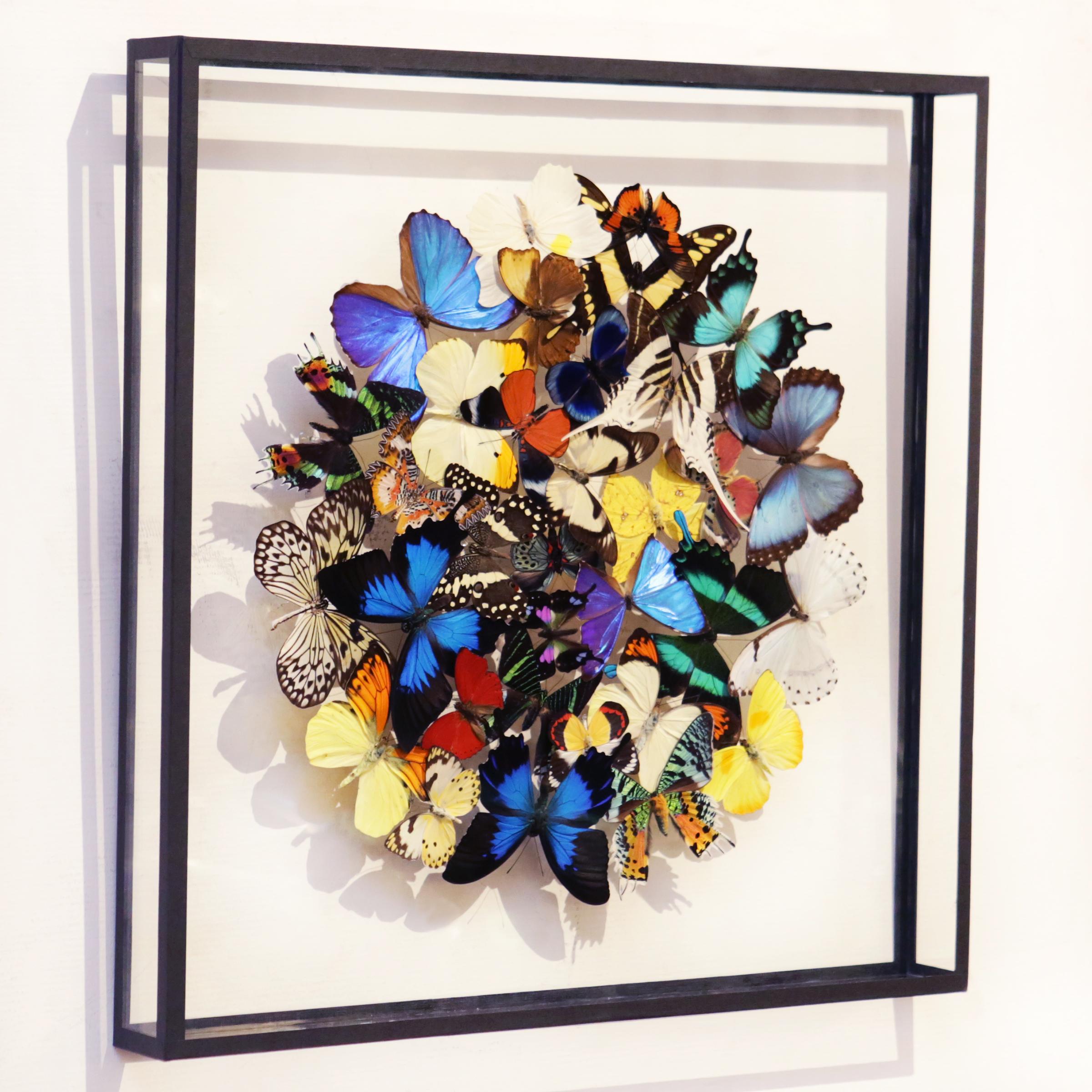 French Butterflies Multi-Colors Medium Frame Wall Decoration