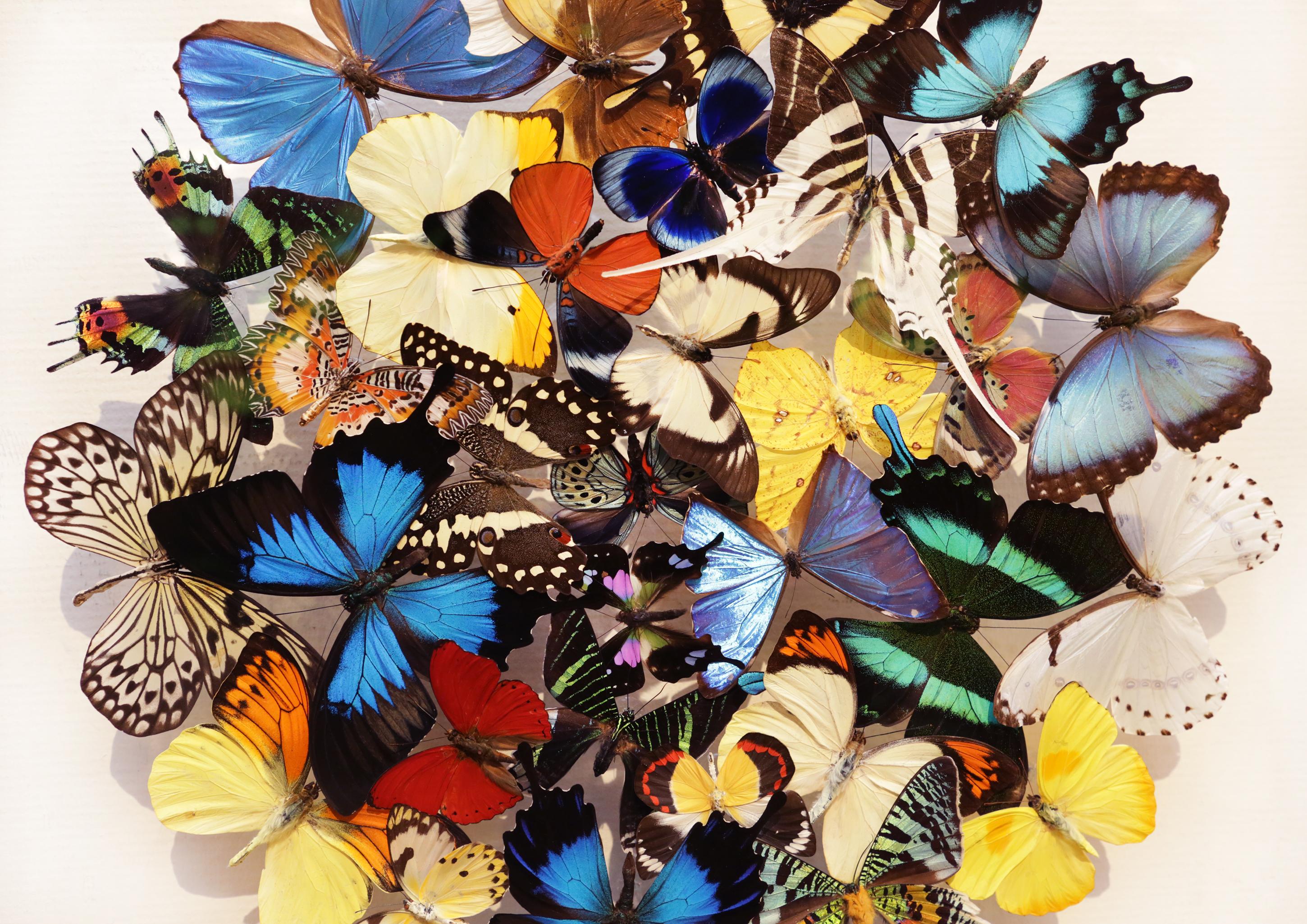 Glass Butterflies Multi-Colors Medium Frame Wall Decoration