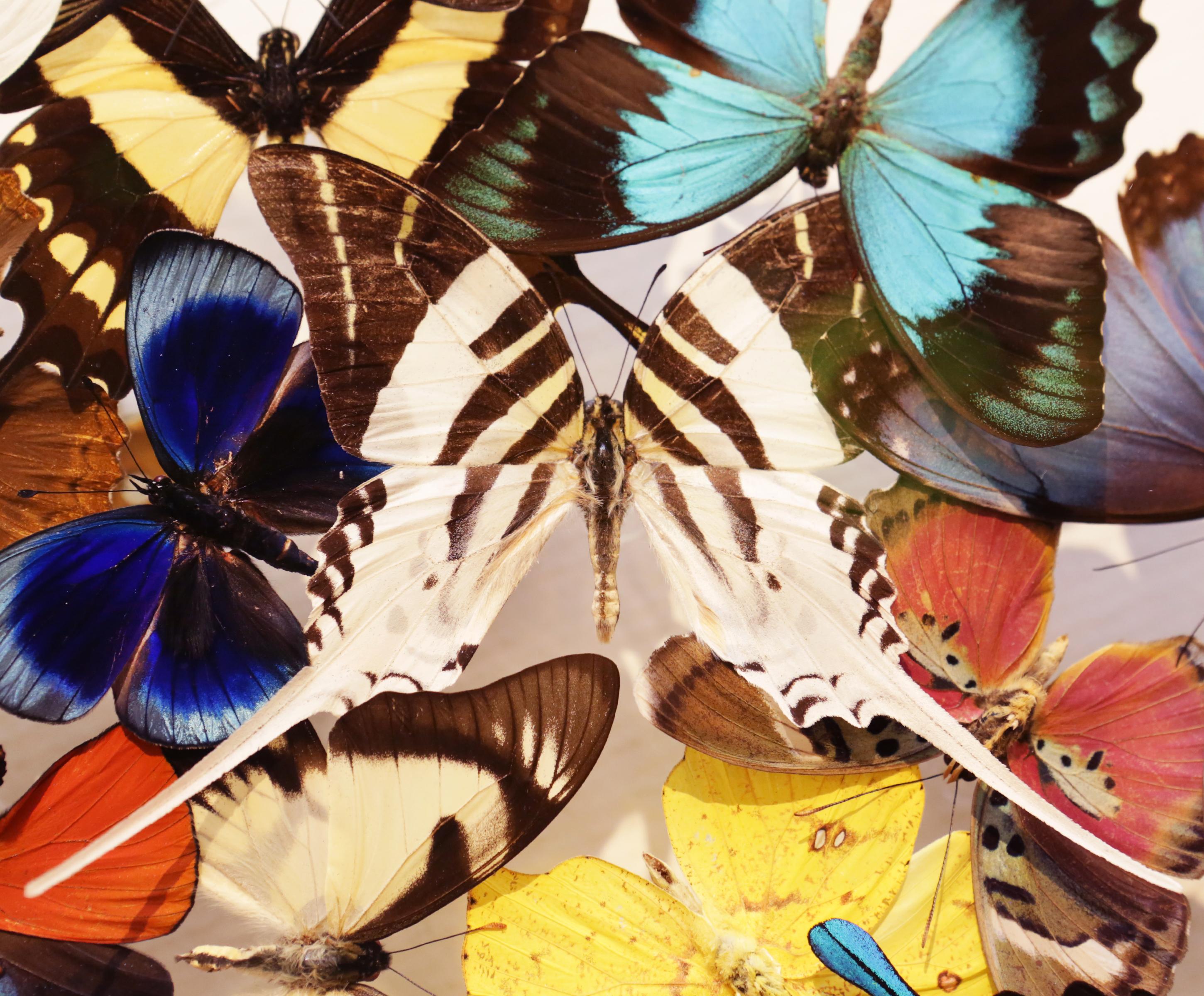 Butterflies Multi-Colors Medium Frame Wall Decoration 1