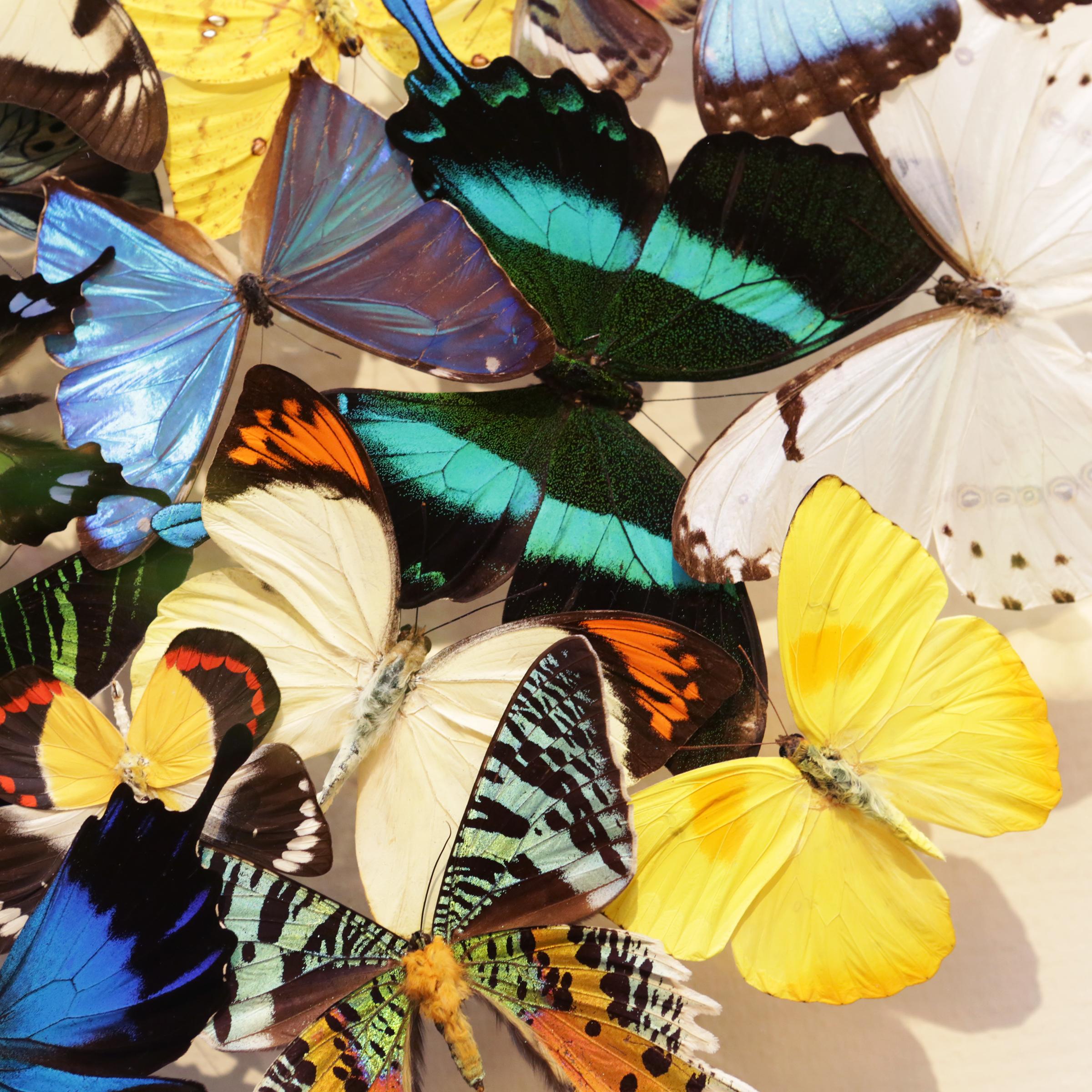 Butterflies Multi-Colors Medium Frame Wall Decoration 2