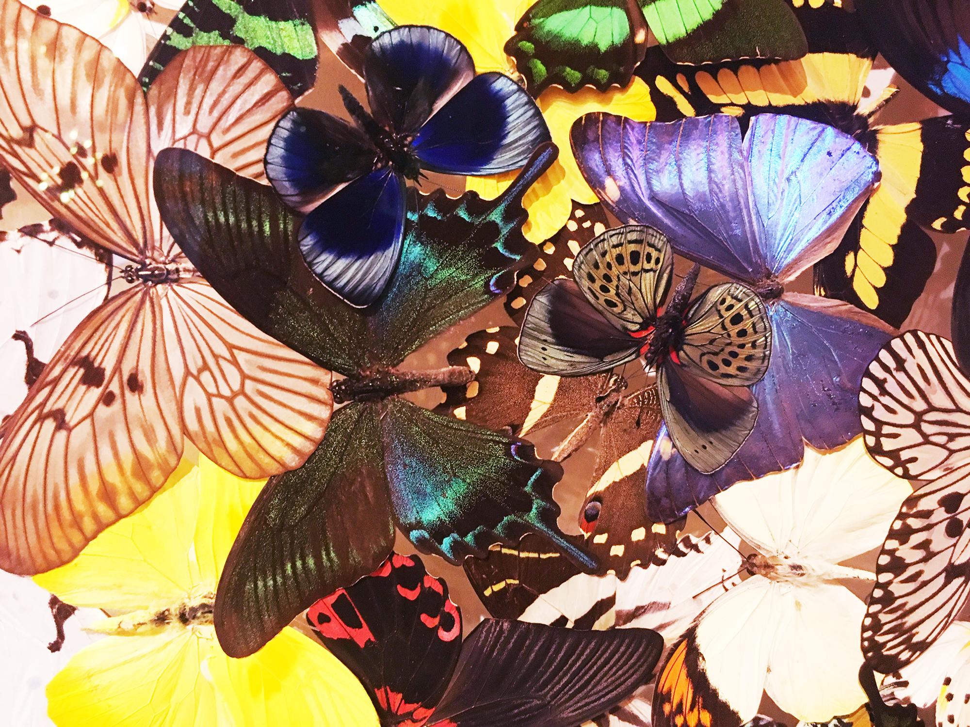 Butterflies Multicolors Wall Decoration 3