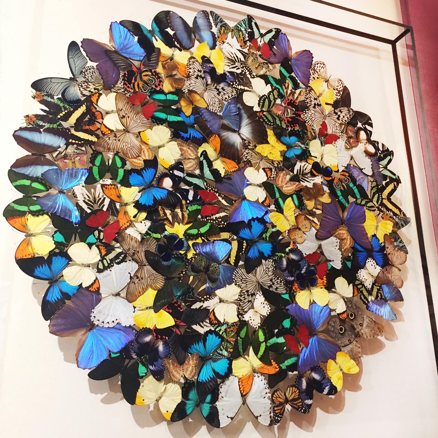 Wall Decoration Butterflies multi-colors framework
made with rare butterflies species under glass
frame box. Butterflies from breeding farms.
Exceptional and unique piece made in France.