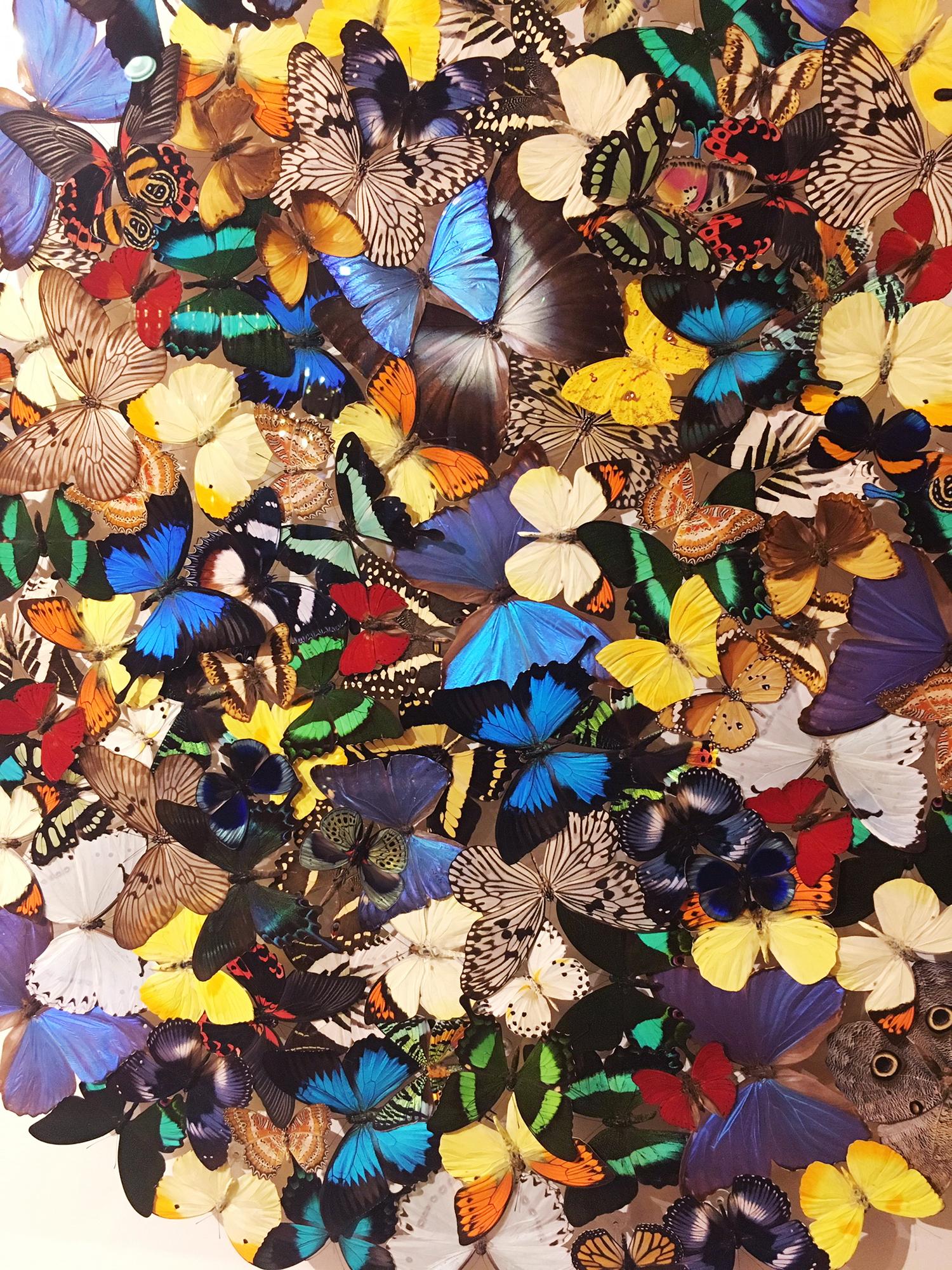 French Butterflies Multicolors Wall Decoration