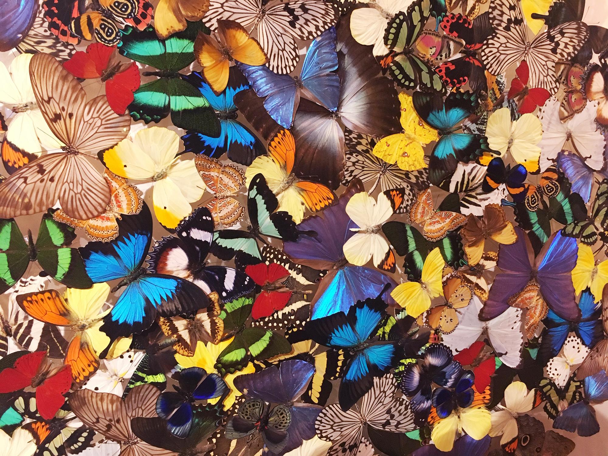 Contemporary Butterflies Multicolors Wall Decoration