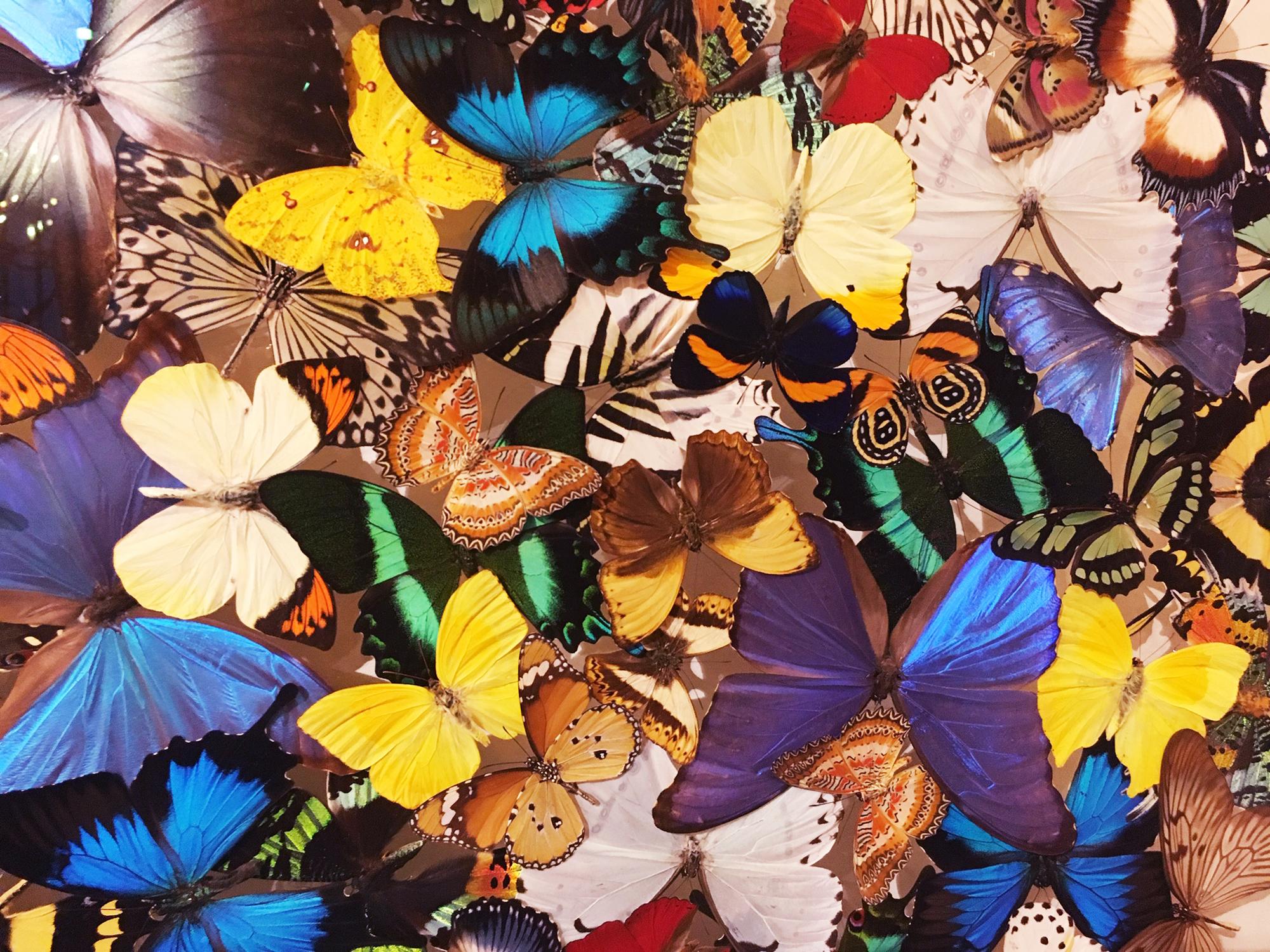 Glass Butterflies Multicolors Wall Decoration