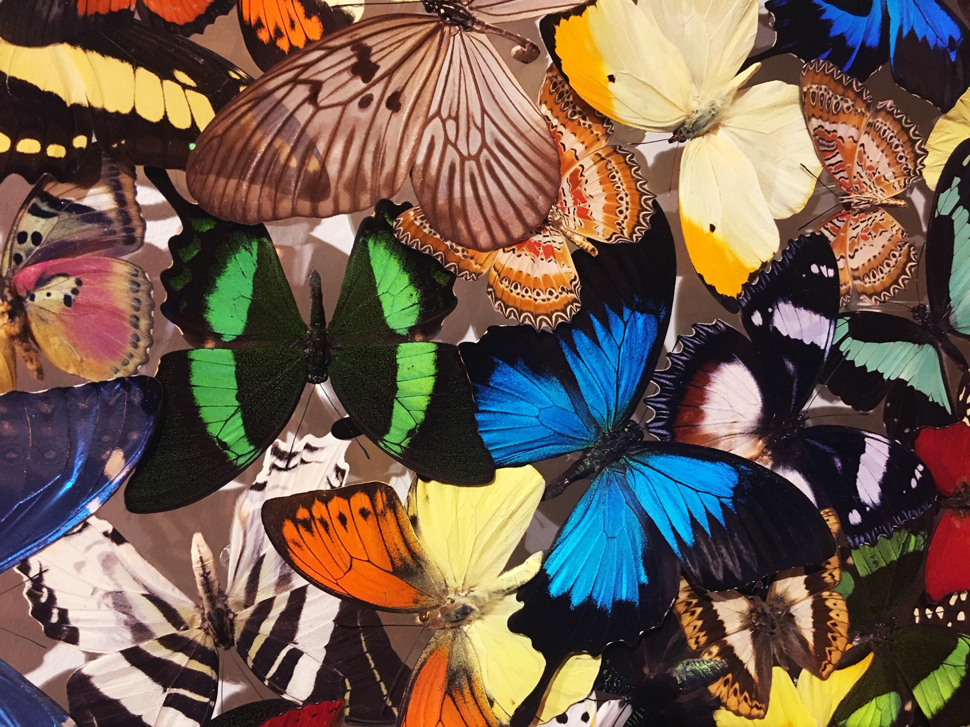 Butterflies Multicolors Wall Decoration 1