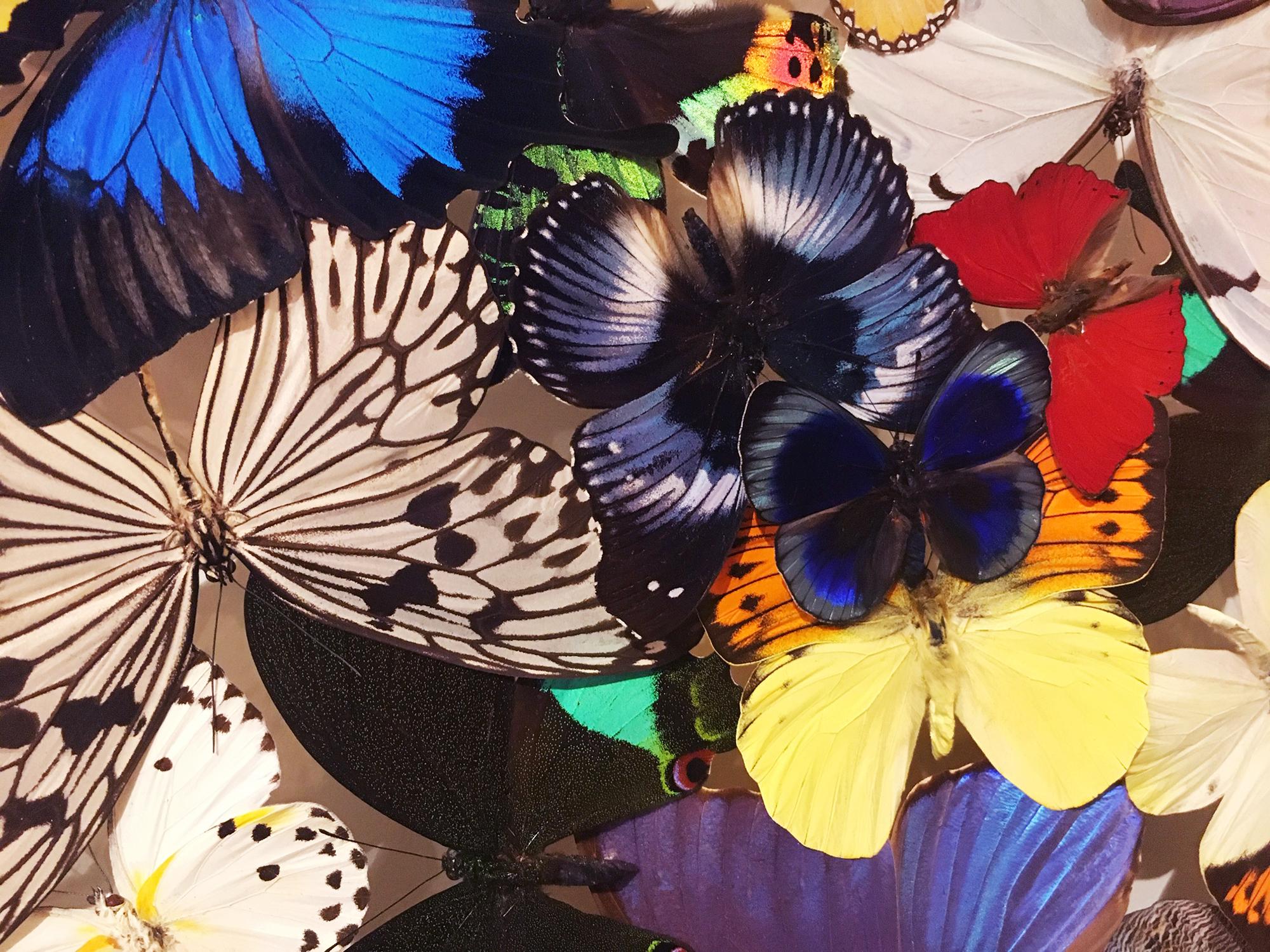 Butterflies Multi-Colors Wall Decoration 2