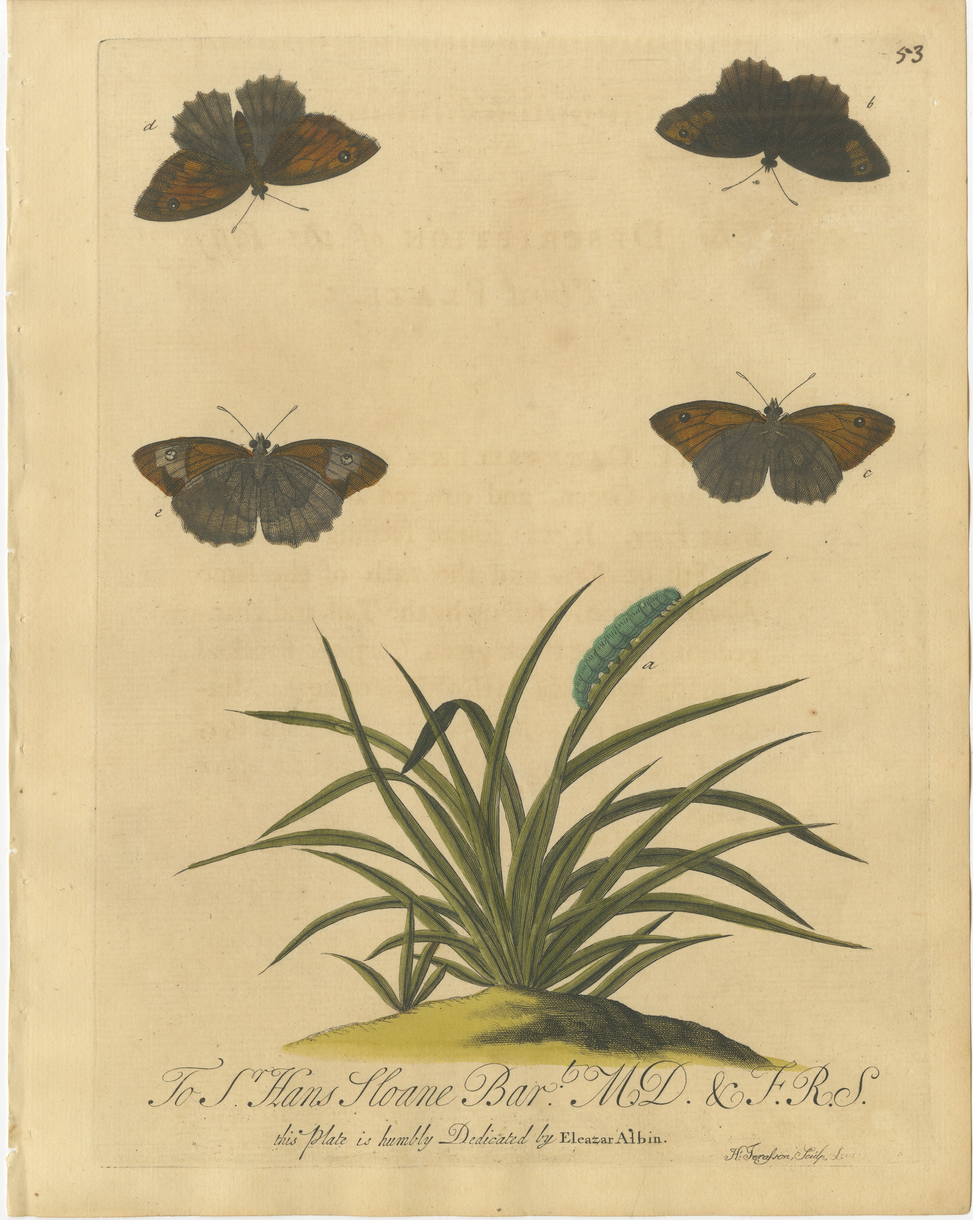 Butterflies on Grasses with Caterpillar – Albin Hand-Colored Engraving, 1720