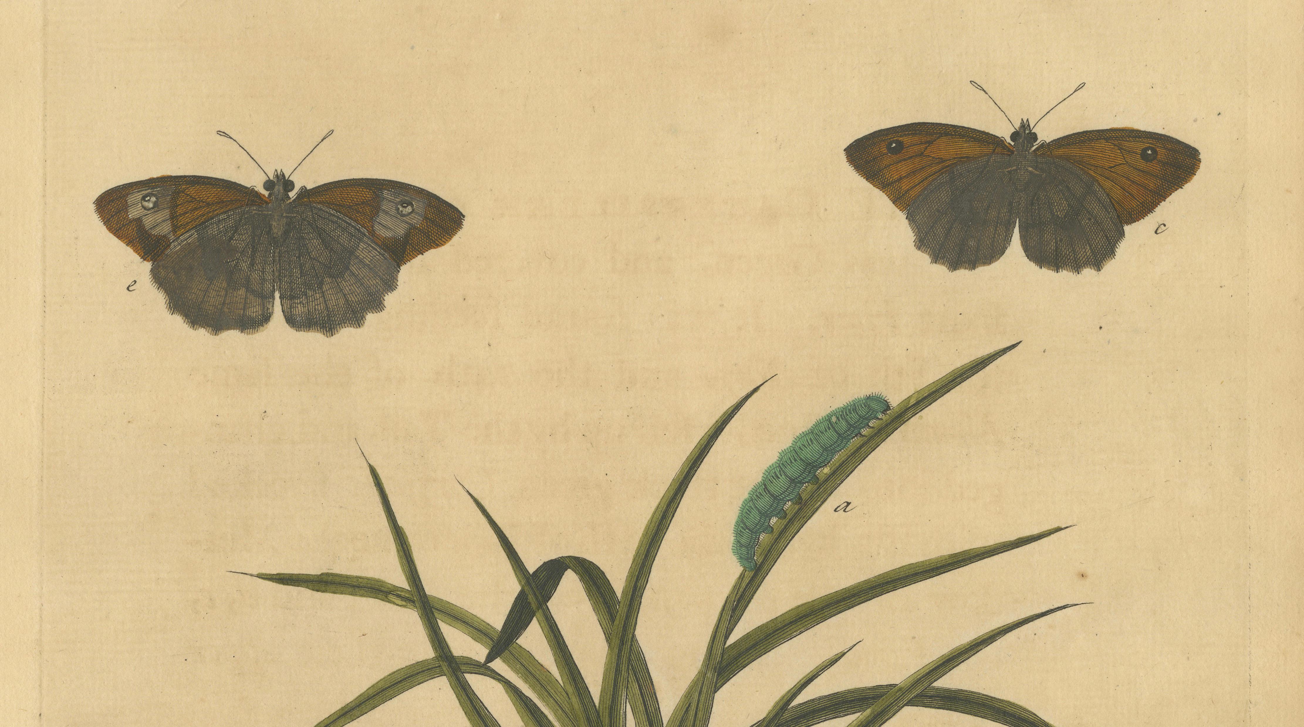 Butterflies on Grasses with Caterpillar – Albin Hand-Colored Engraving, 1720
