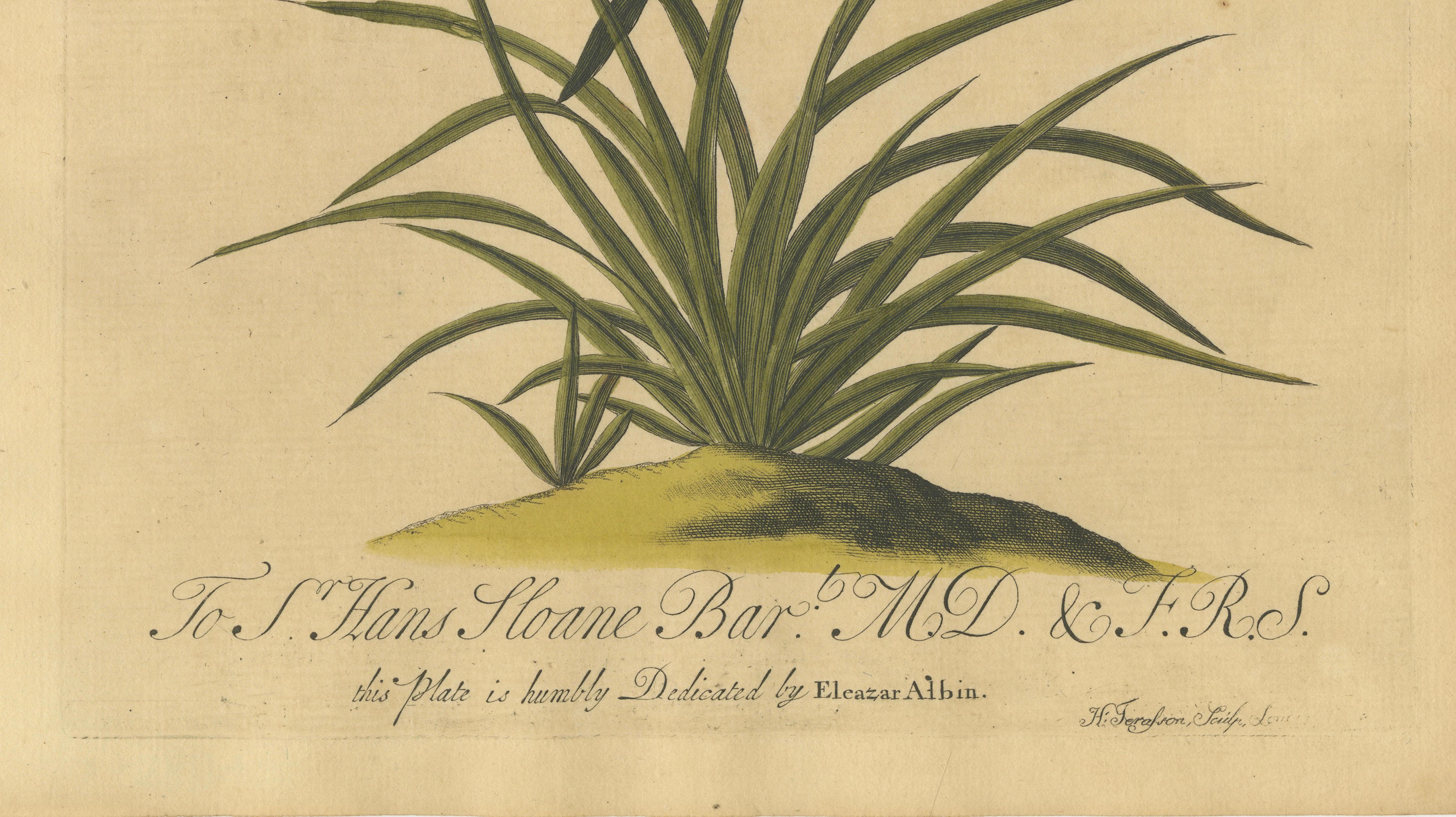 Butterflies on Grasses with Caterpillar – Albin Hand-Colored Engraving, 1720