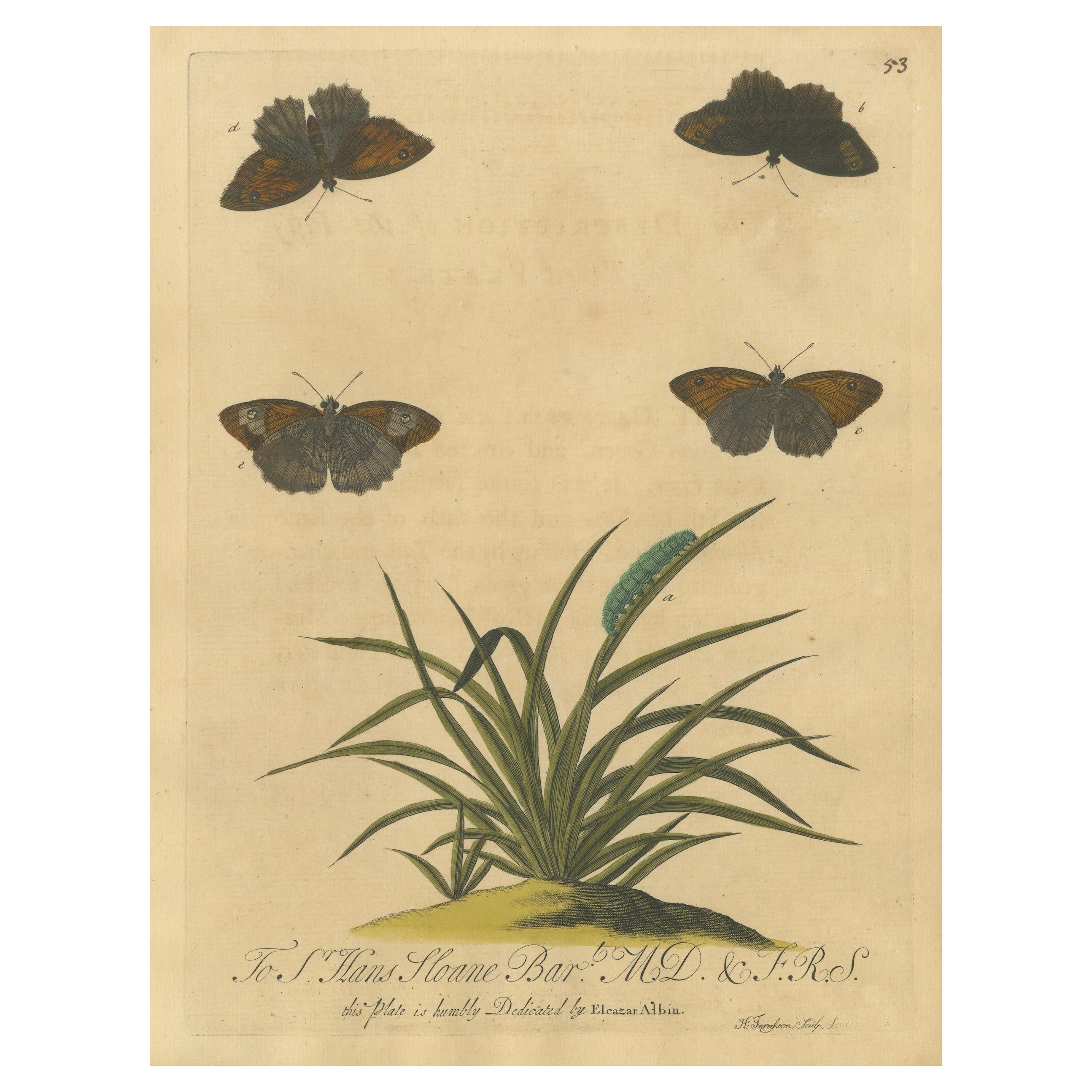 Farfalle su erbe con bruco - Incisione colorata a mano di Albin, 1720