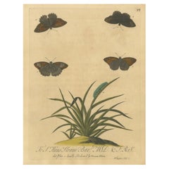 Farfalle su erbe con bruco - Incisione colorata a mano di Albin, 1720