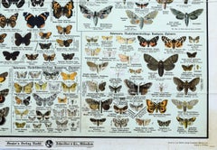 Butterflies, Vintage Wall Chart