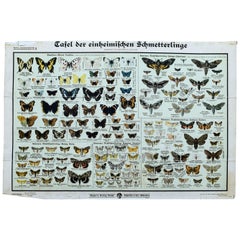Butterflies, Vintage Wall Chart
