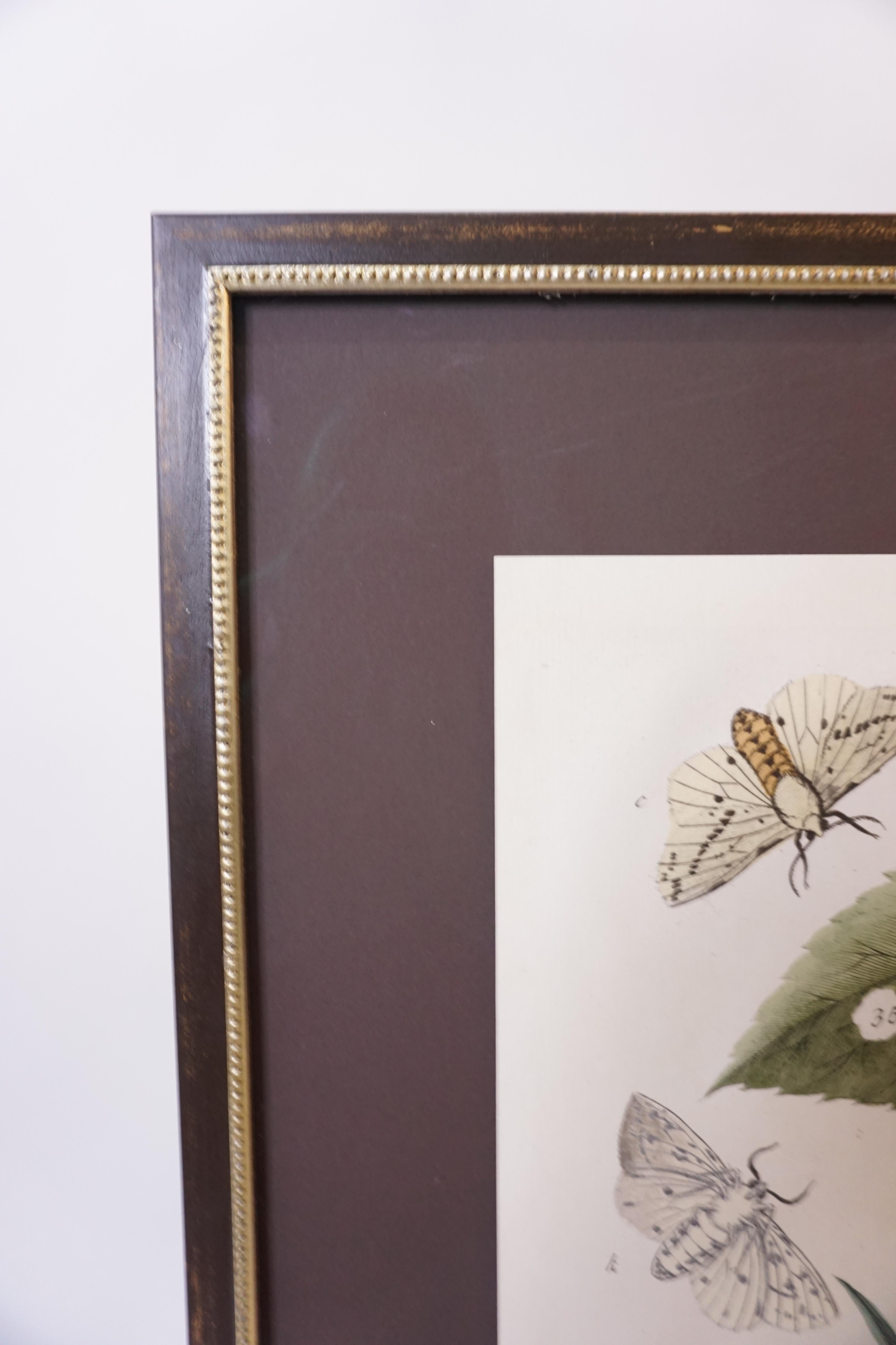 This 19th century butterfly botanical print is matted and framed in a wood frame with museum glass.