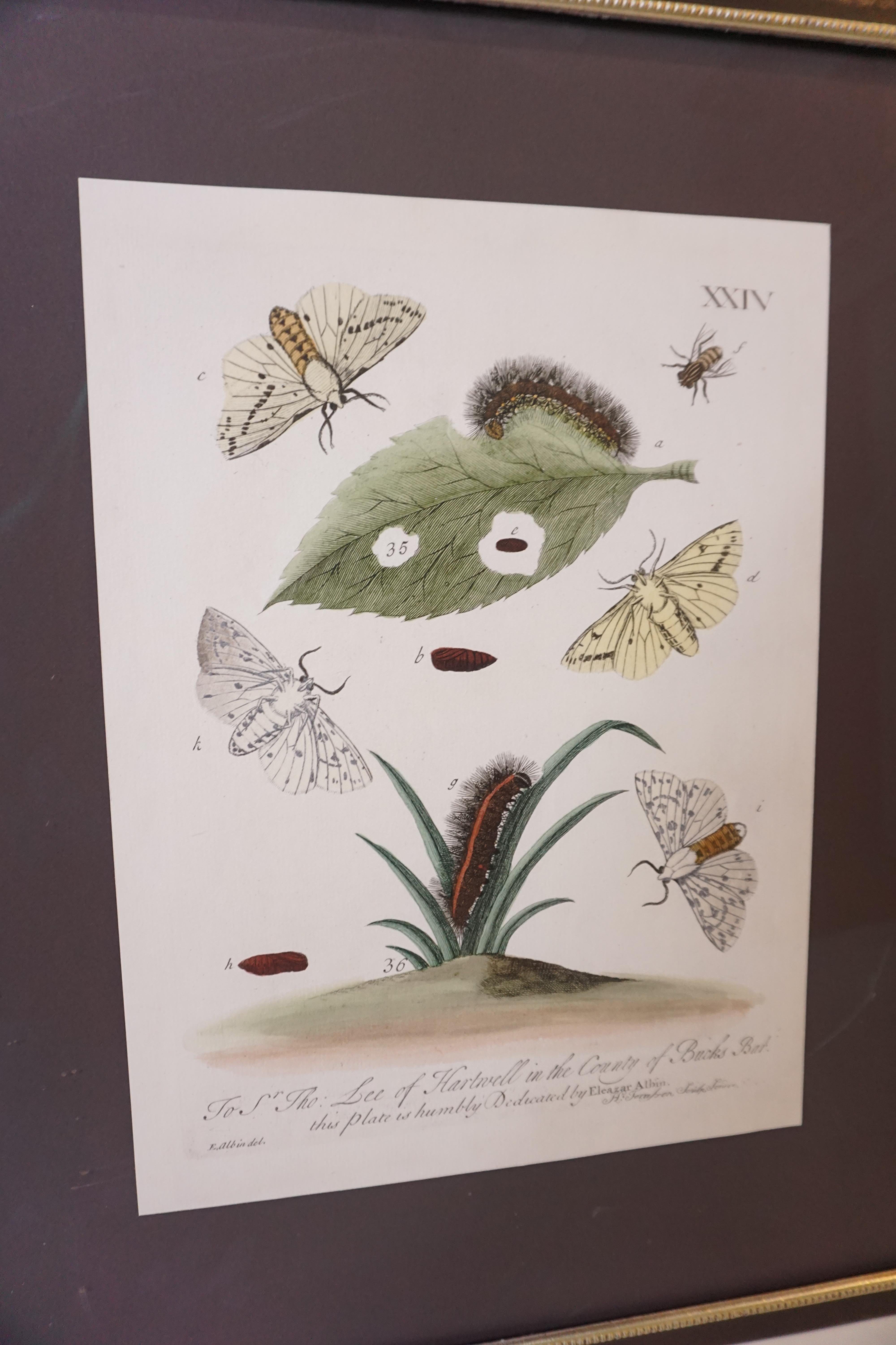 American Butterfly Botanical Framed Print For Sale