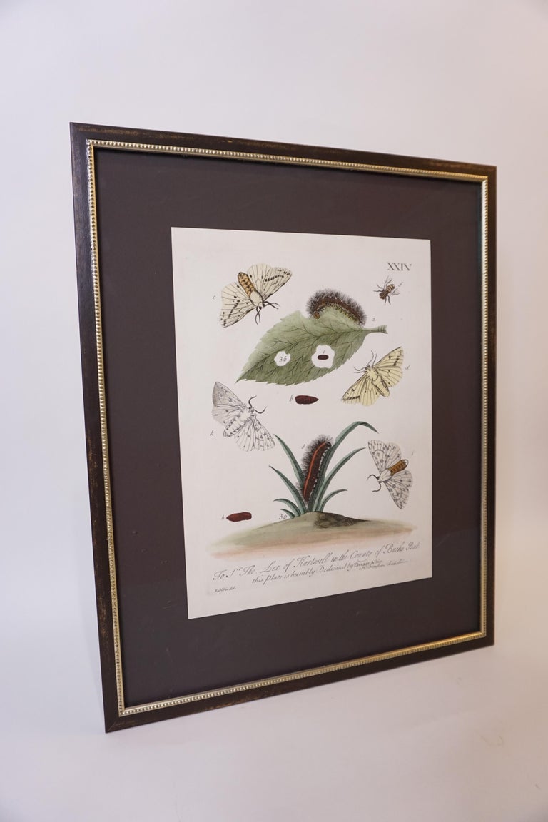 Butterfly Botanical Framed Print In Good Condition For Sale In Dallas, TX