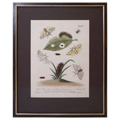 Butterfly Botanical Framed Print