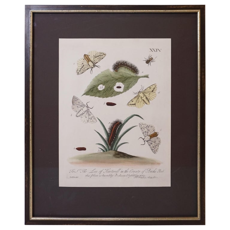 Butterfly Botanical Framed Print For Sale