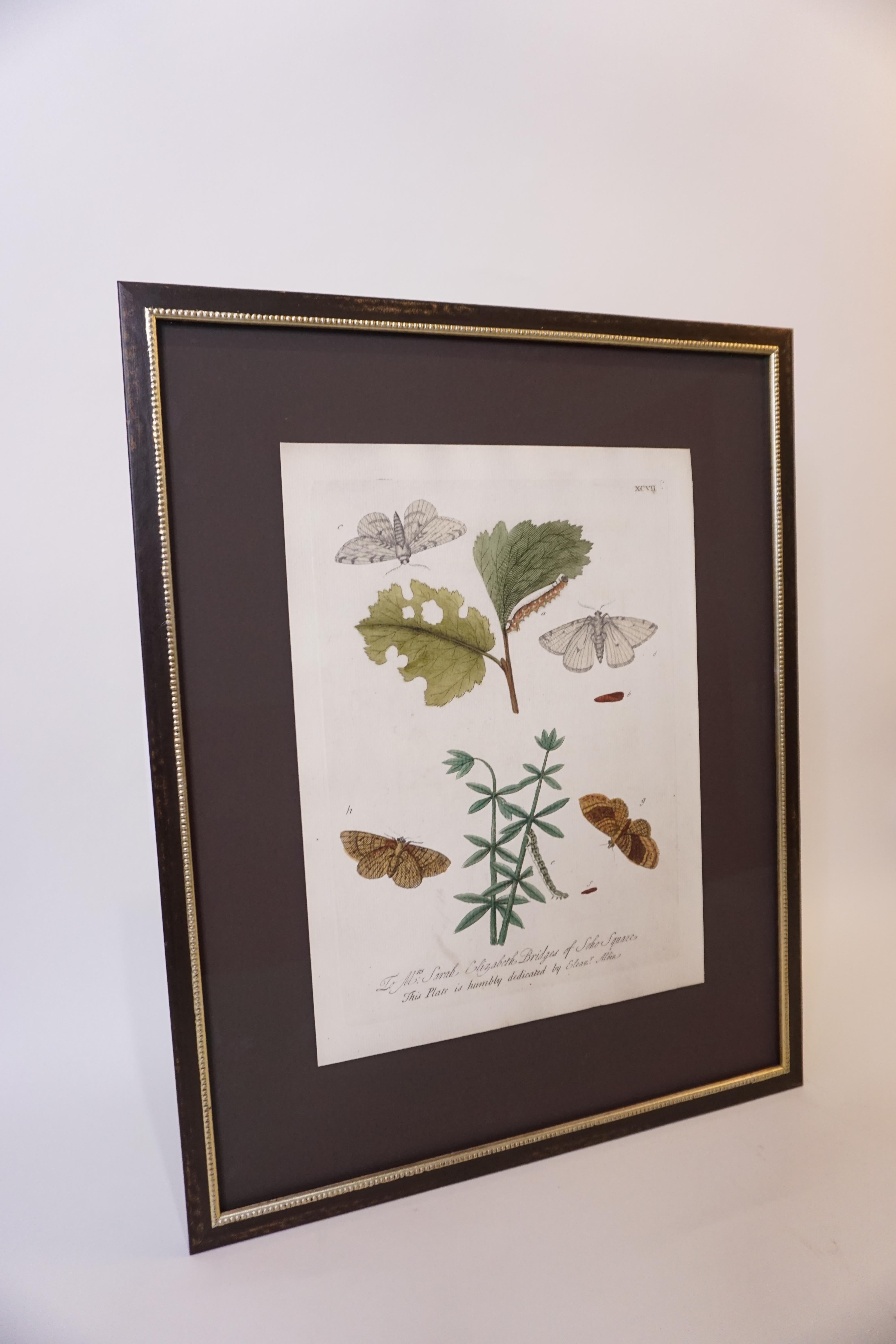 This antique butterfly botanical print is well-preserved in a museum glass and wood frame. A beautiful wall accent and work of art.