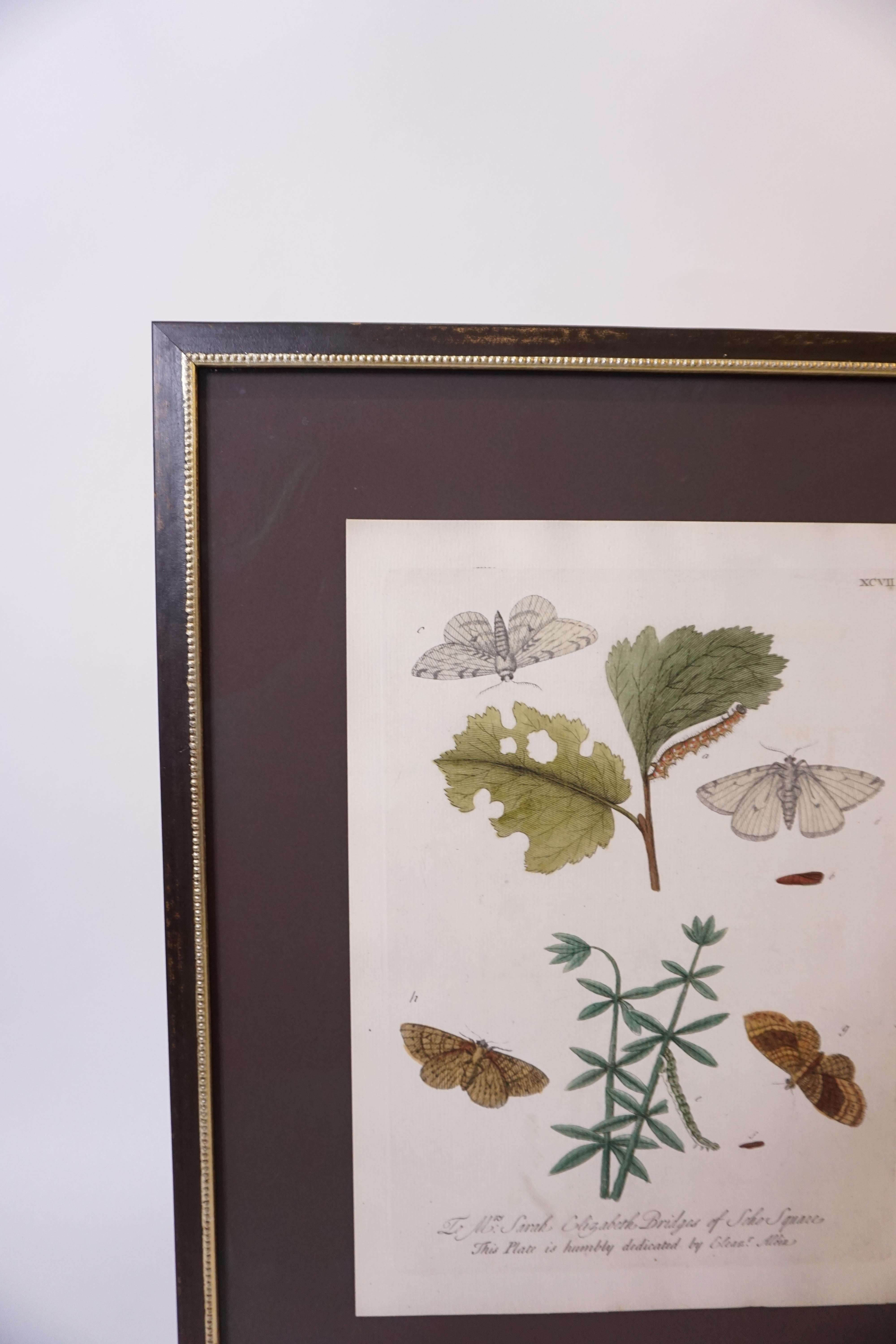 Butterfly Botanical Print In Good Condition For Sale In Dallas, TX