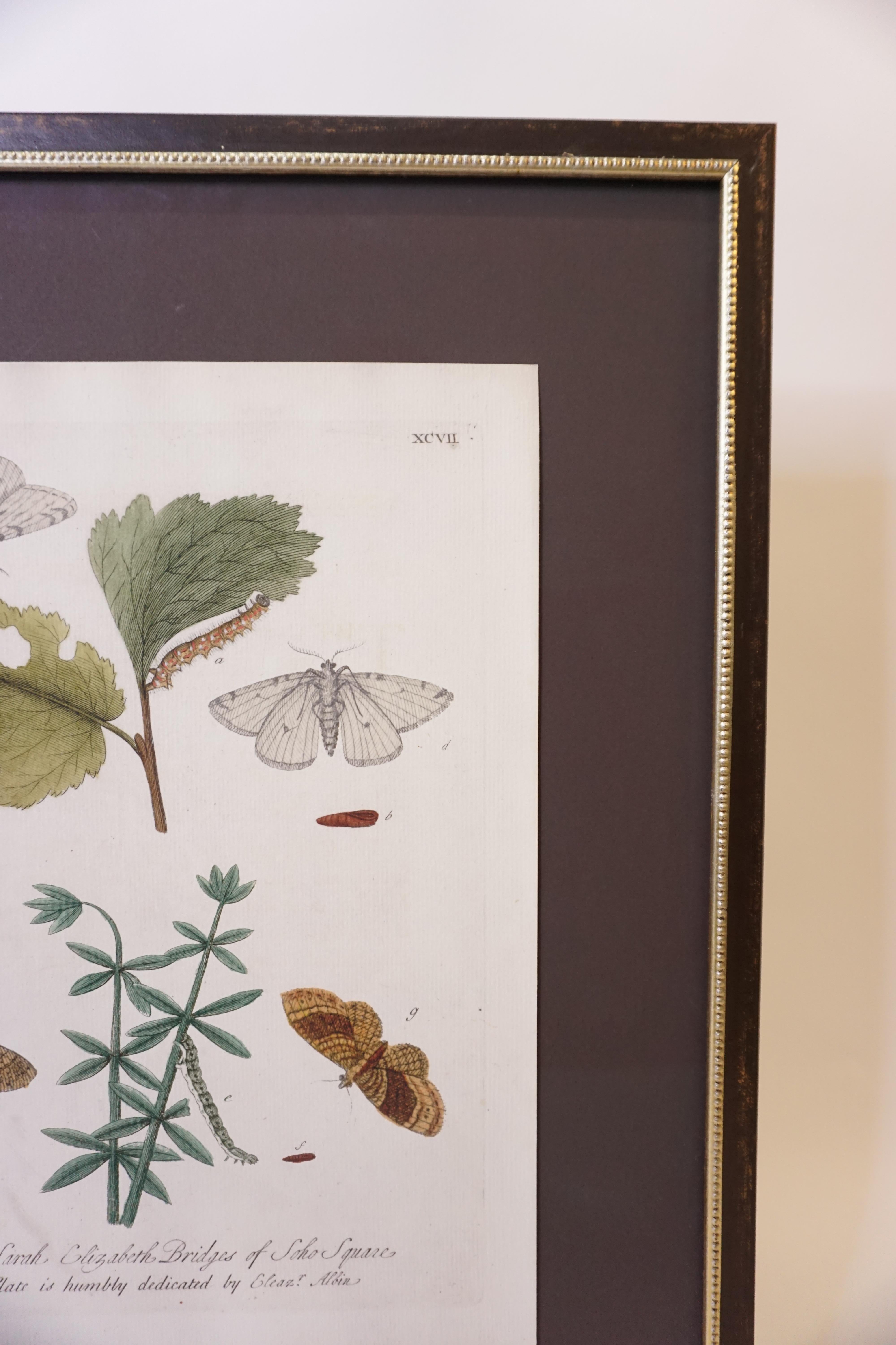 19th Century Butterfly Botanical Print For Sale